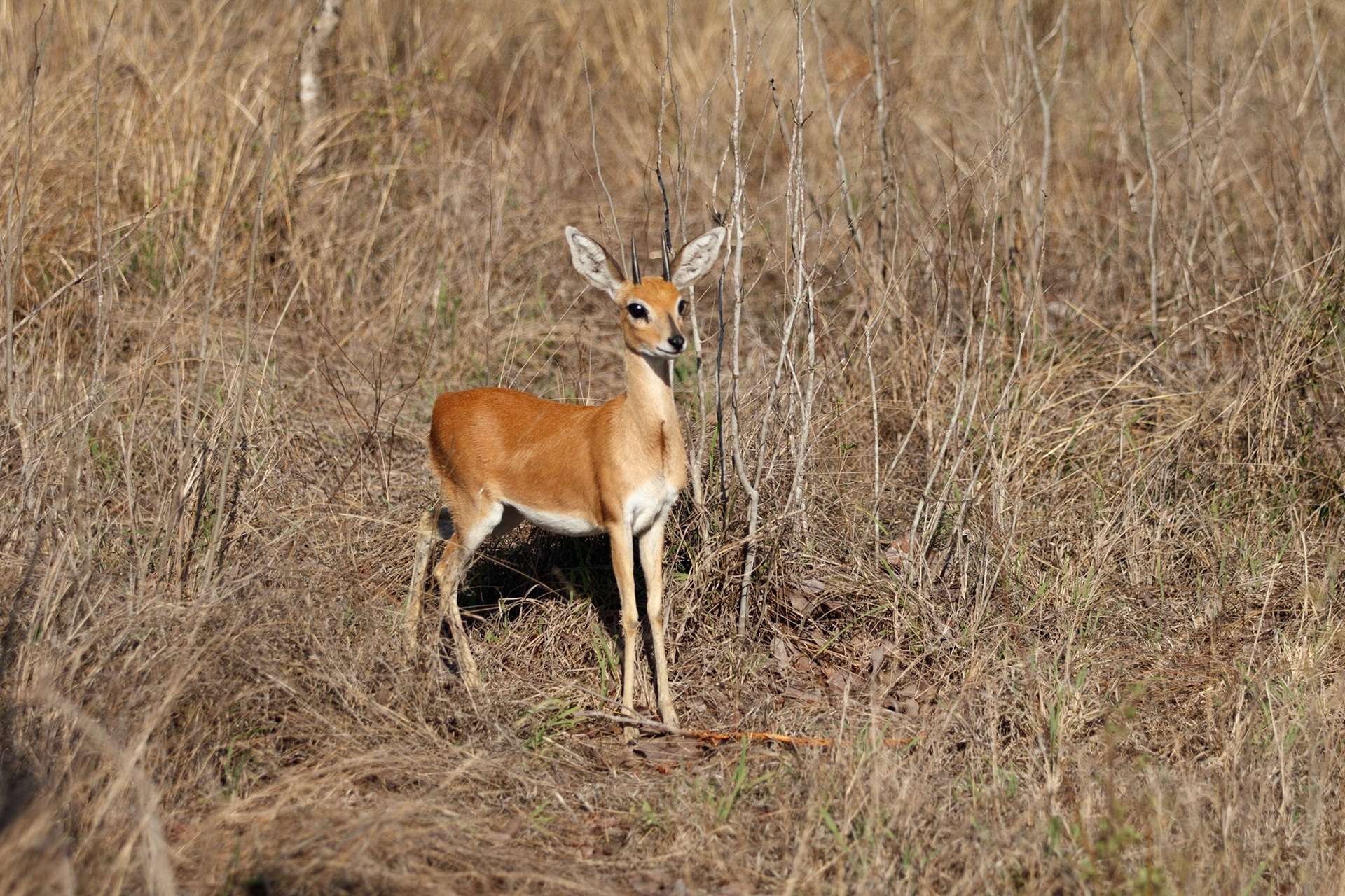 Baby impala