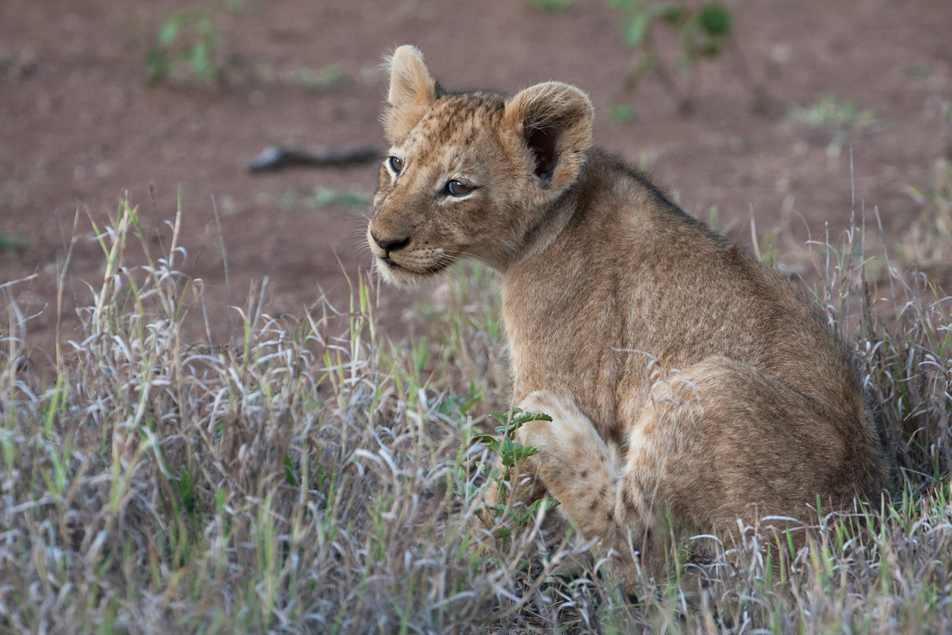 Tiny lion cub