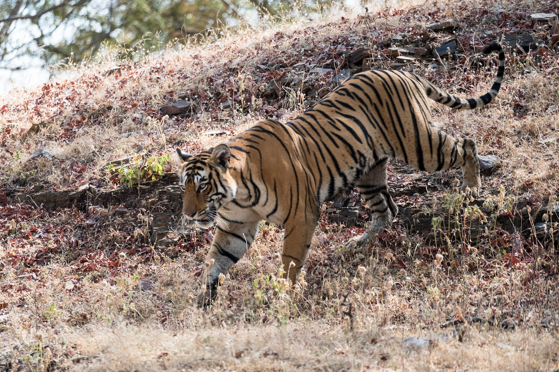 Female tiger T84 (Arrowhead), Ranthambore zone 3