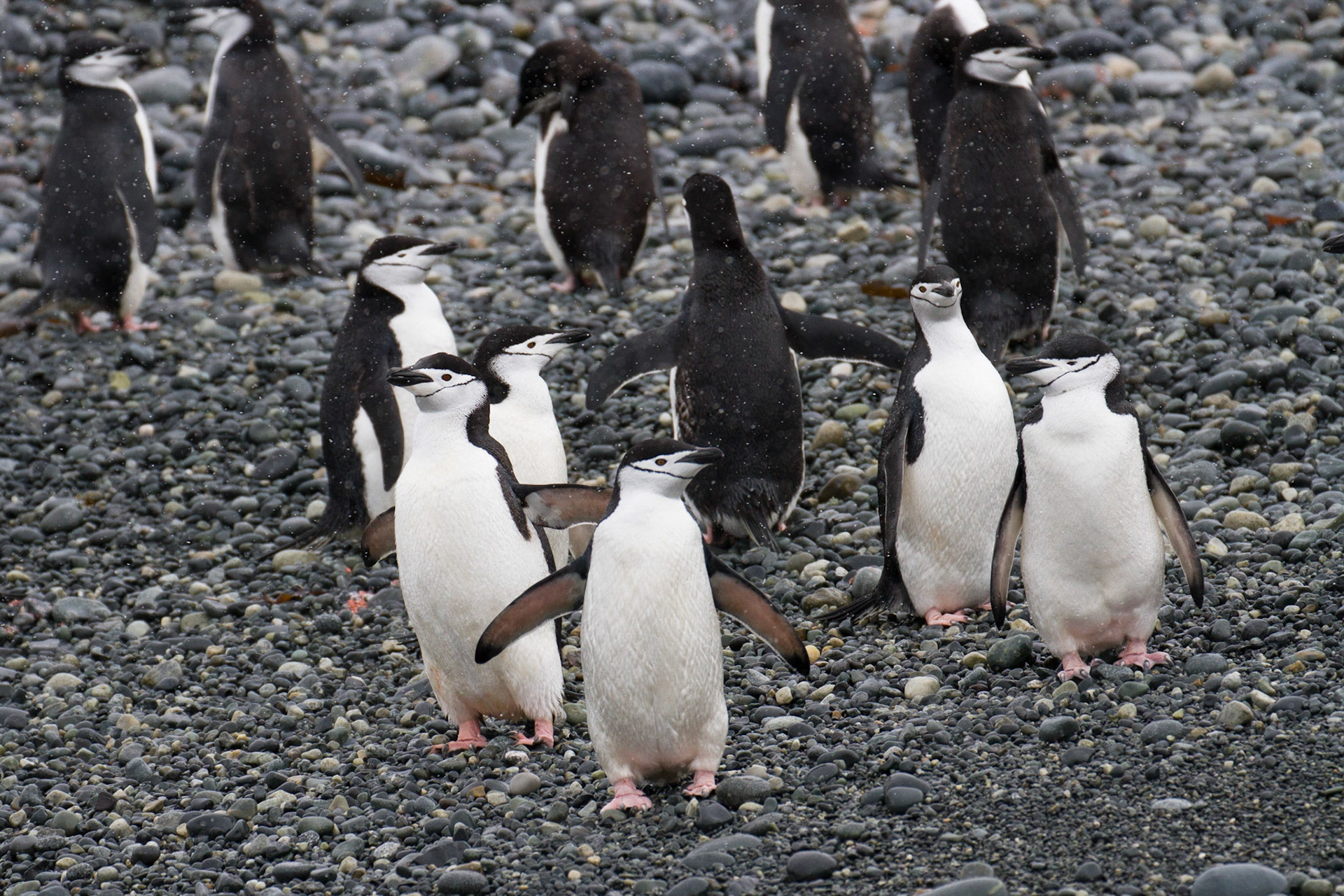Chinstrap penguins