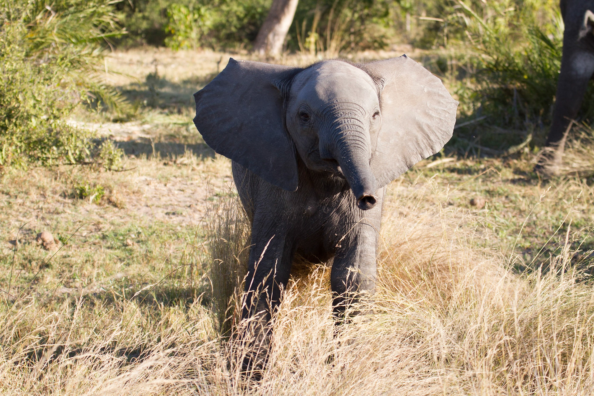 Young elephant checking us out!