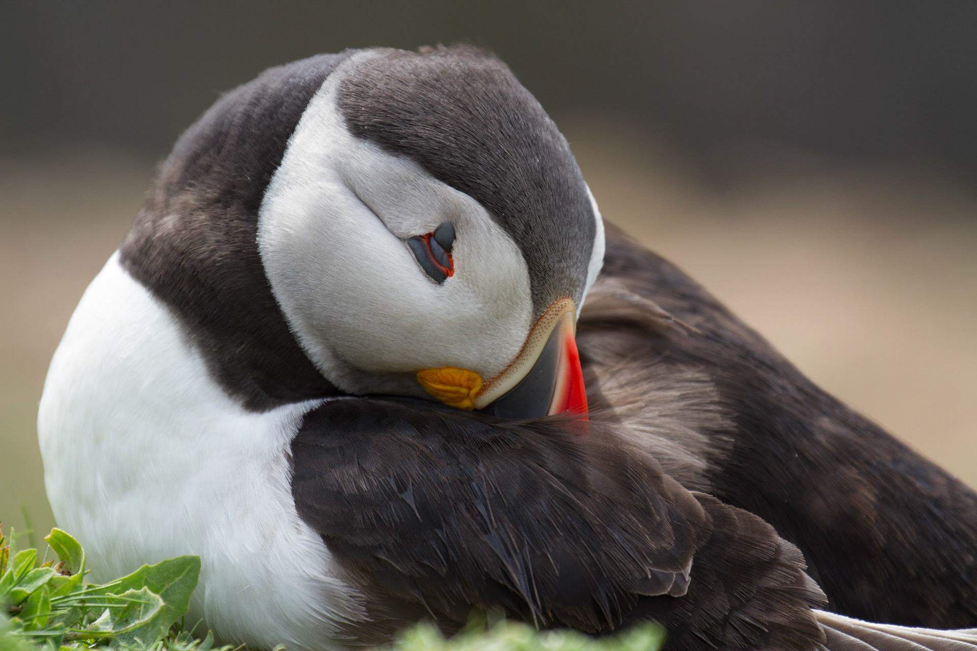 Puffin