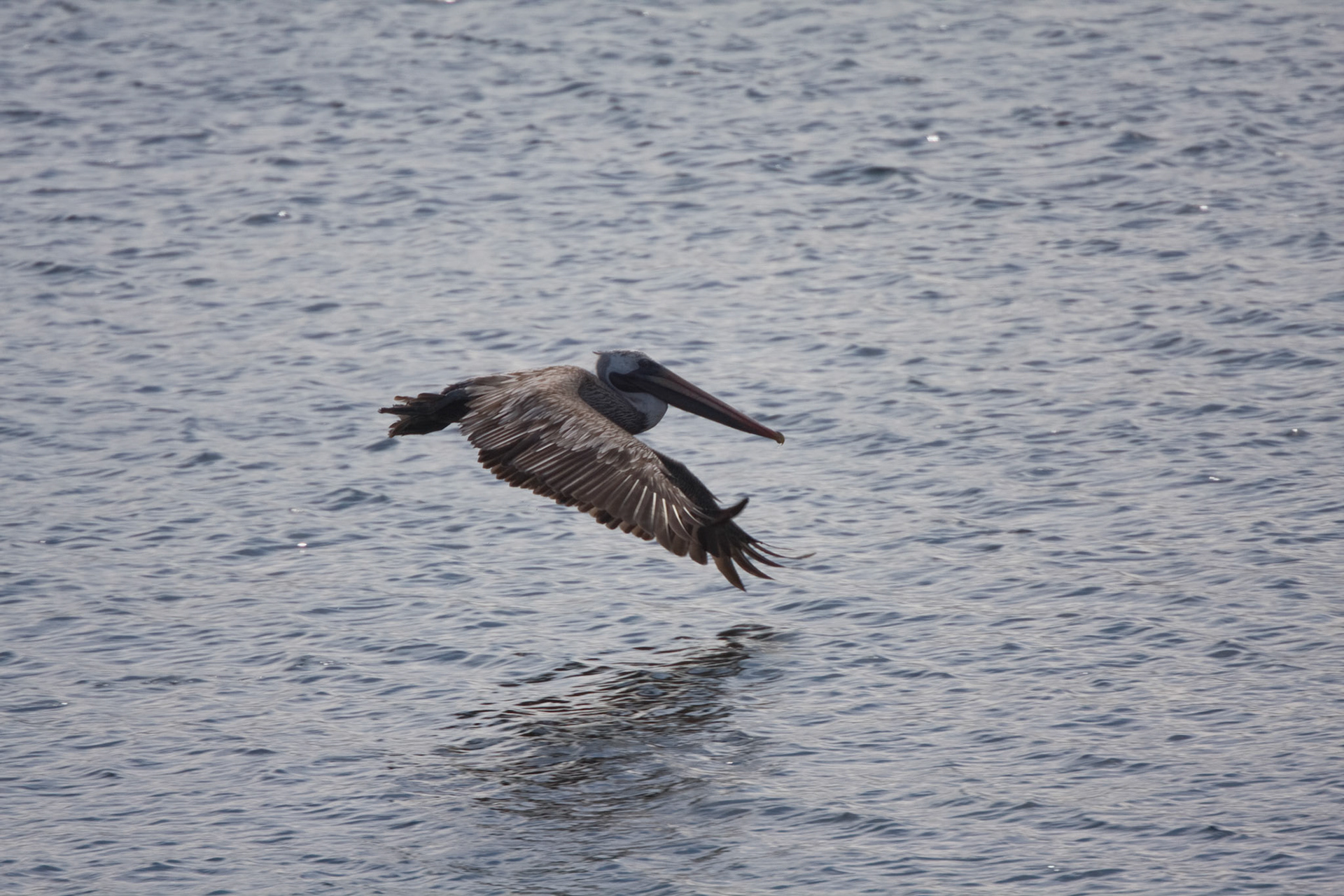 Brown pelican