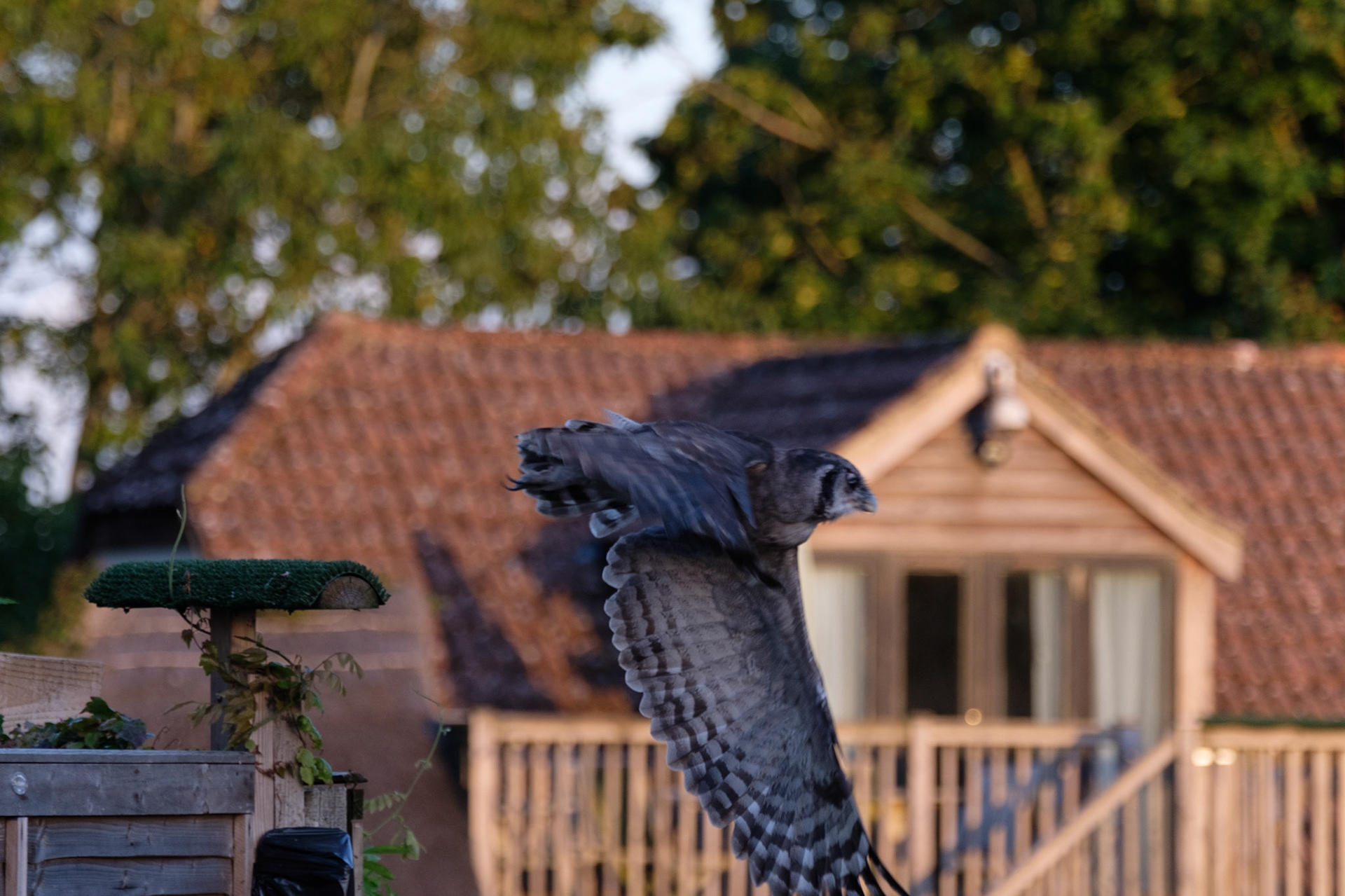 Verreaux’s eagle owl