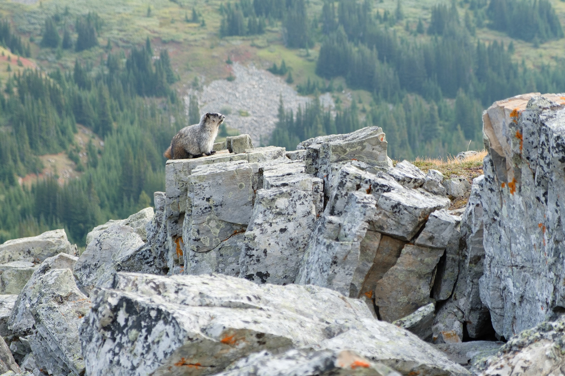 Marmot