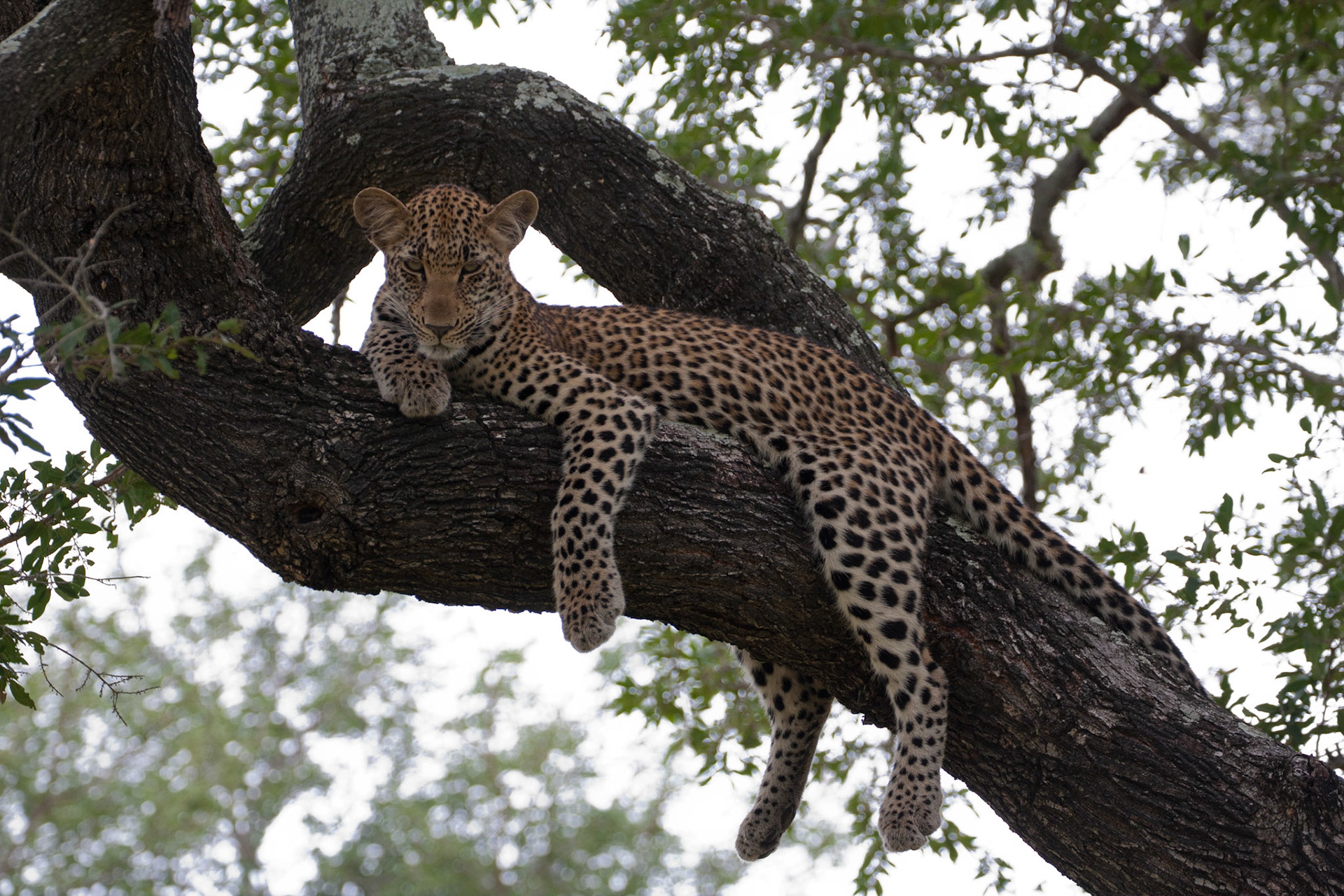 Female leopard cub
