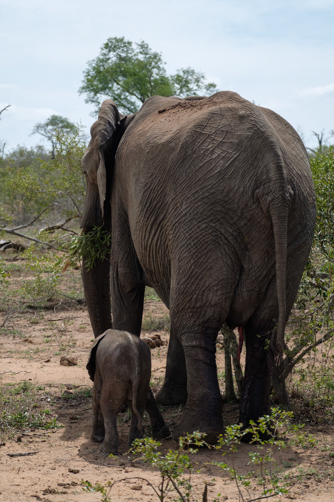 Newborn elephant calf