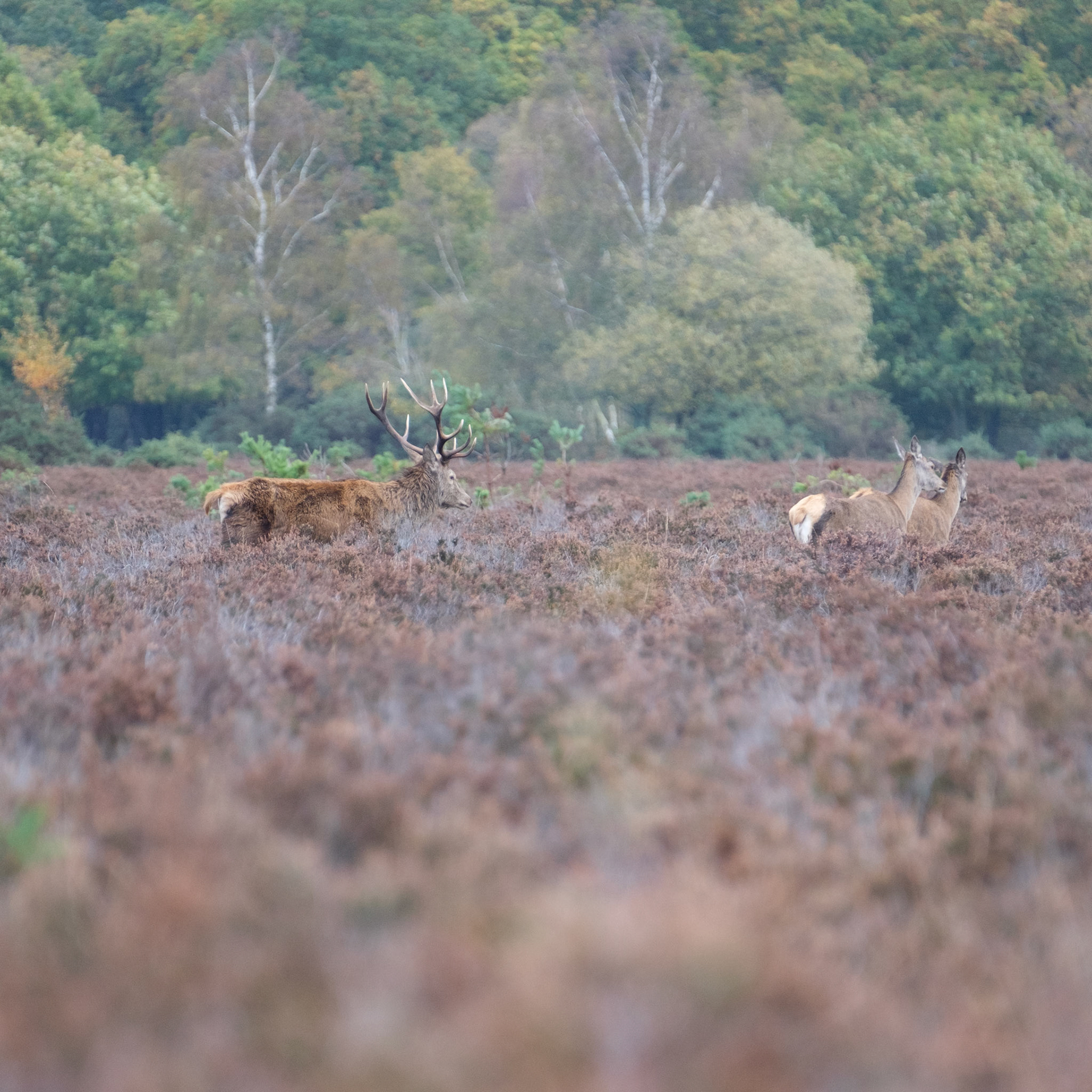 Red deer