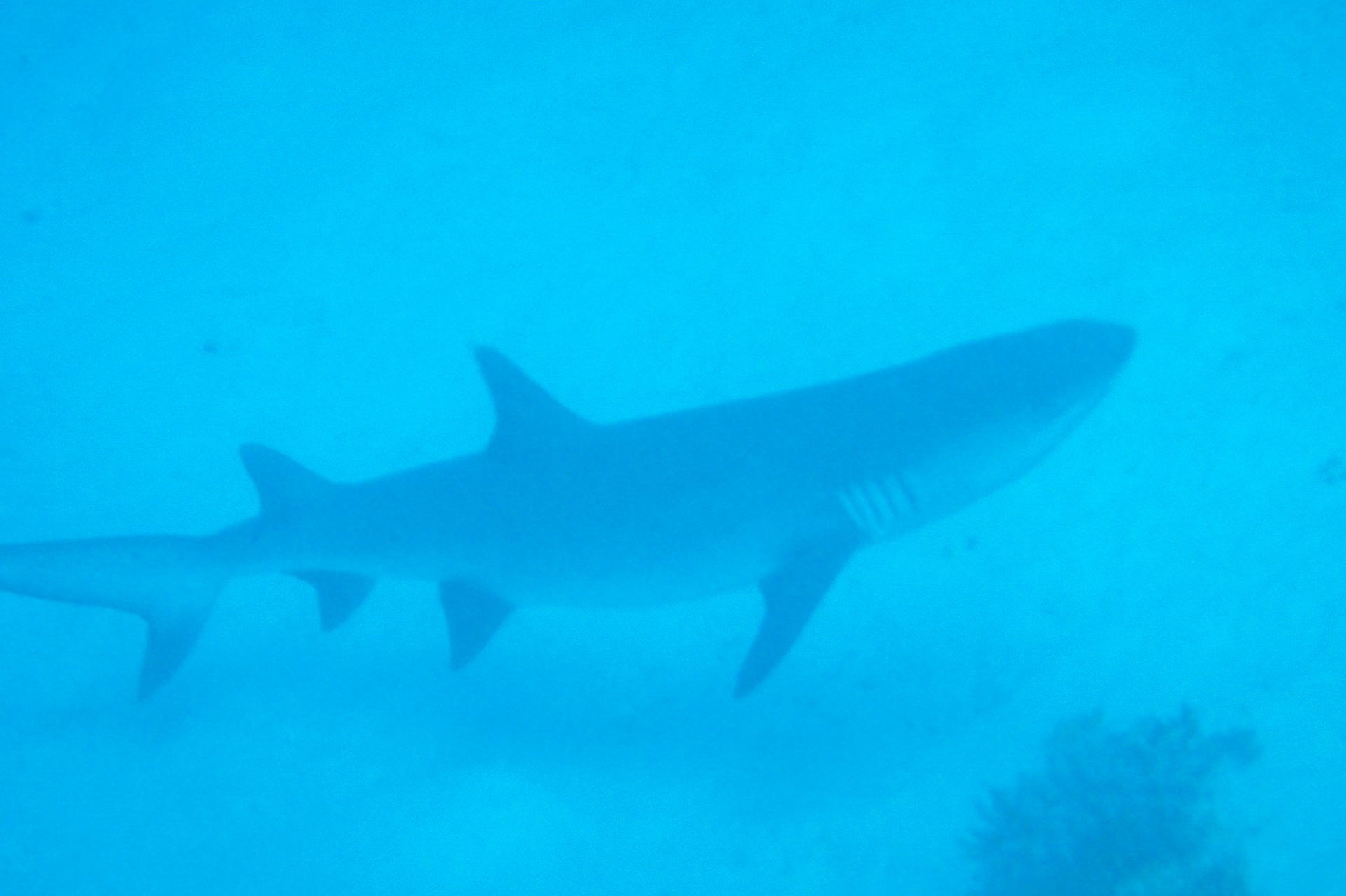 White tip reef shark