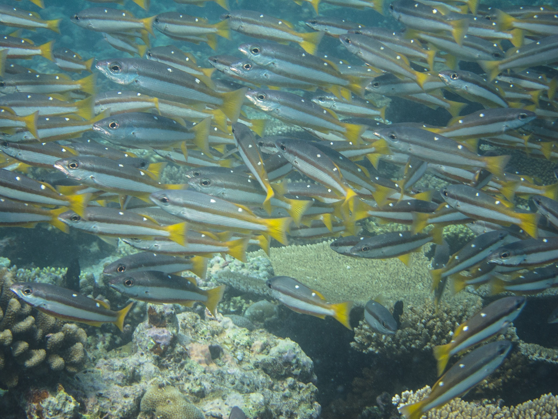 Two spot banded snapper