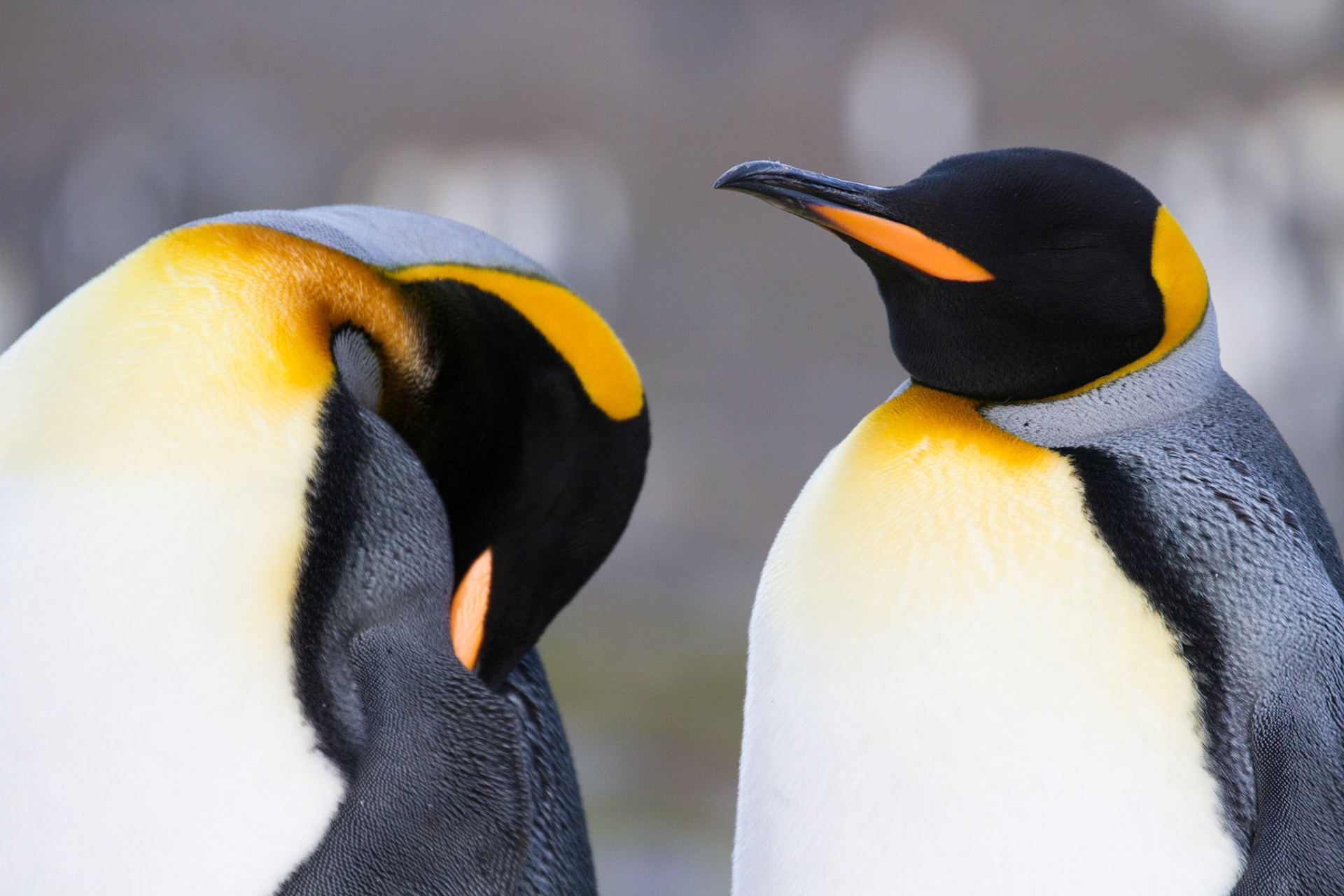 King penguins