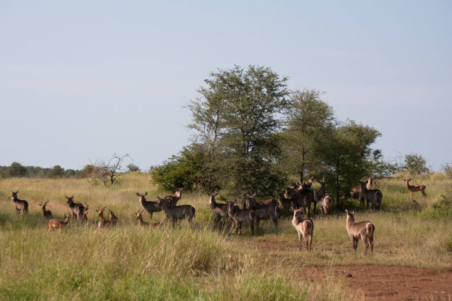 Waterbuck and impala