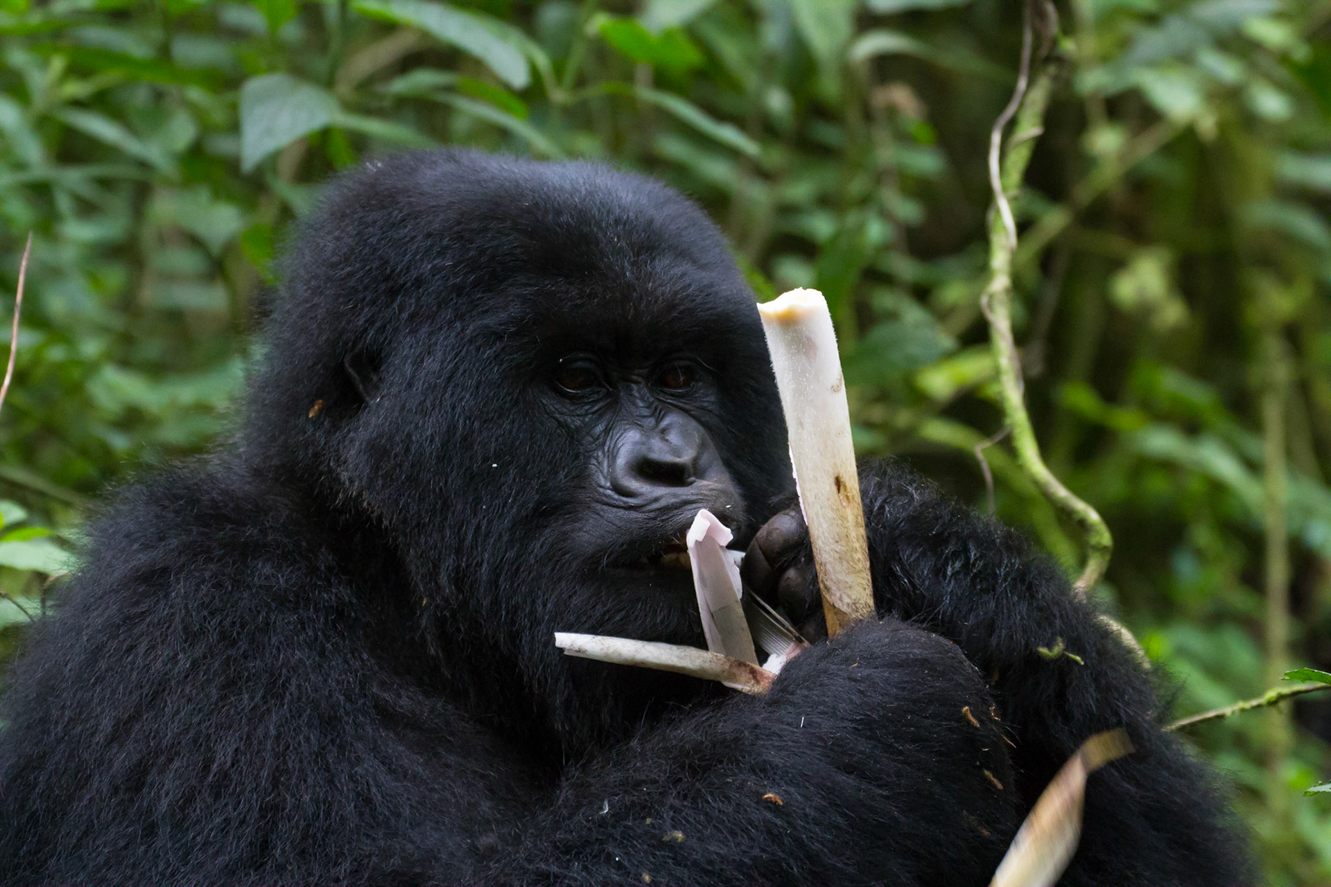 Eating bamboo shoots