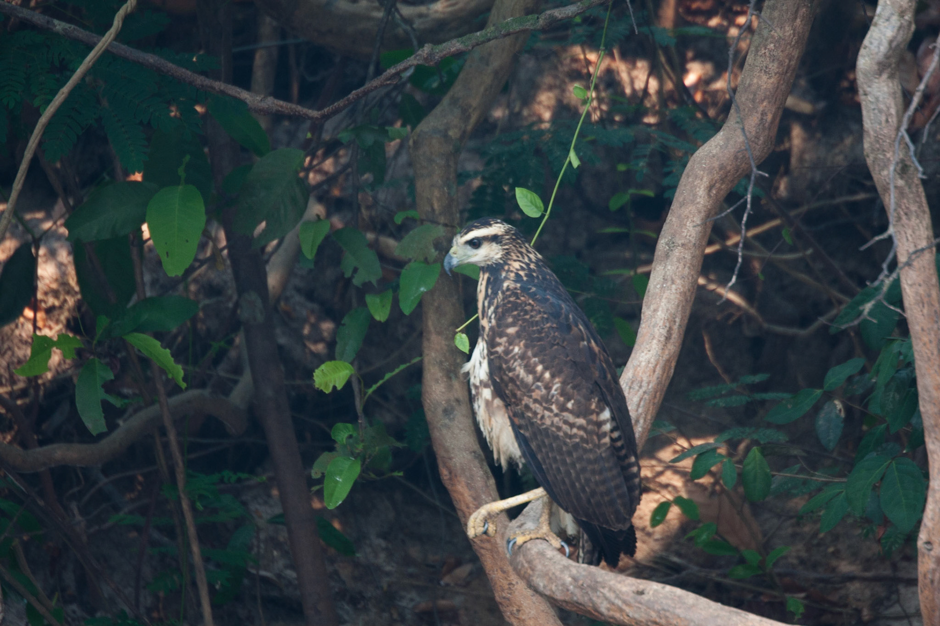 Juvenile great black hawk