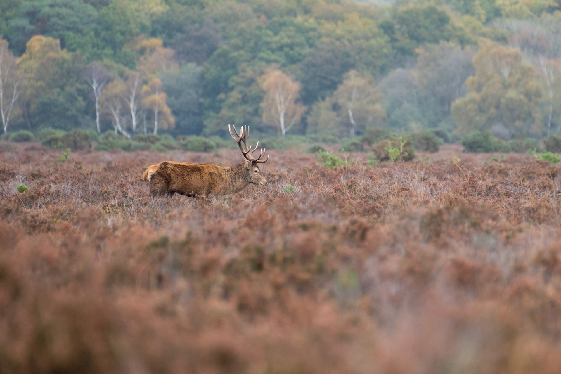 Red deer stag