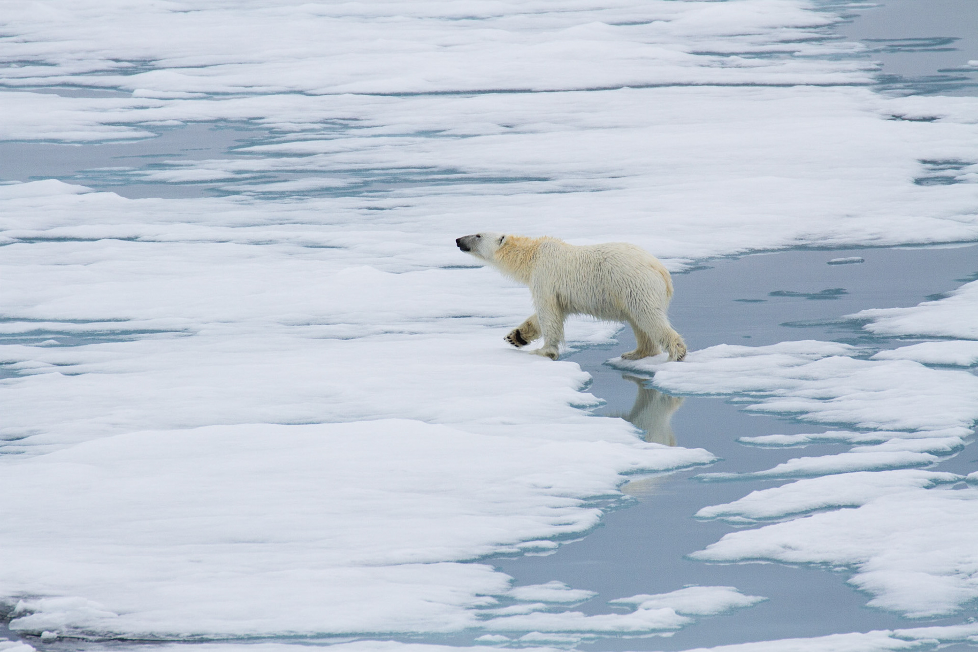 Polar bear (juvenile)
