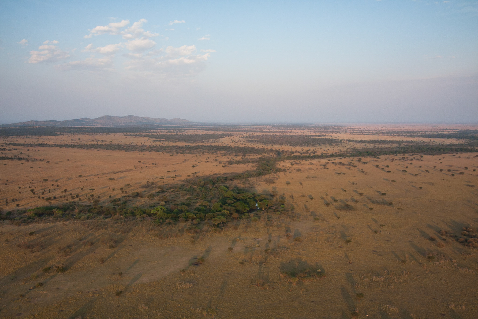 Trees along the banks of the Grumeti river