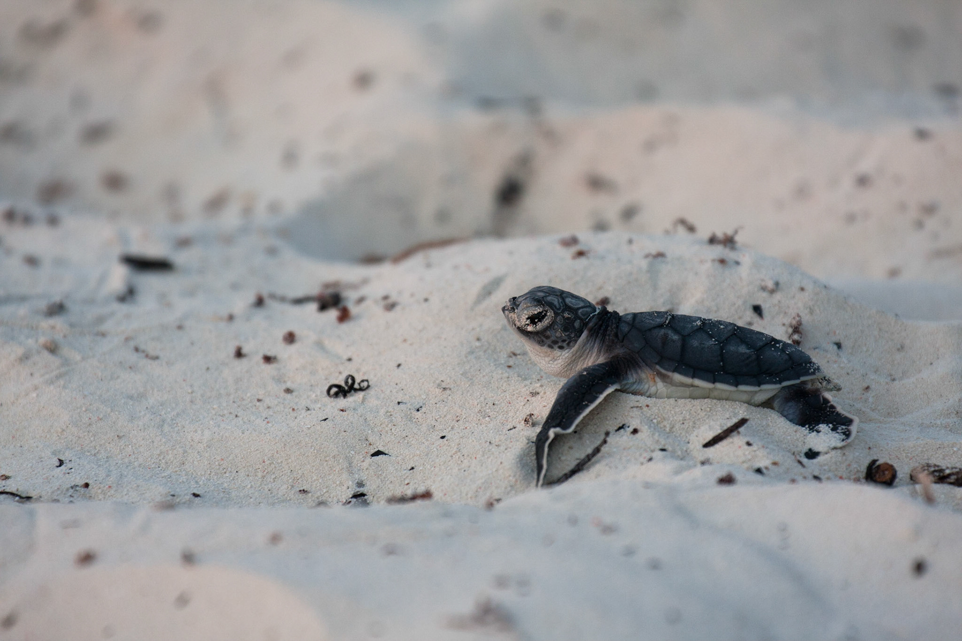 Green turtle hatchling