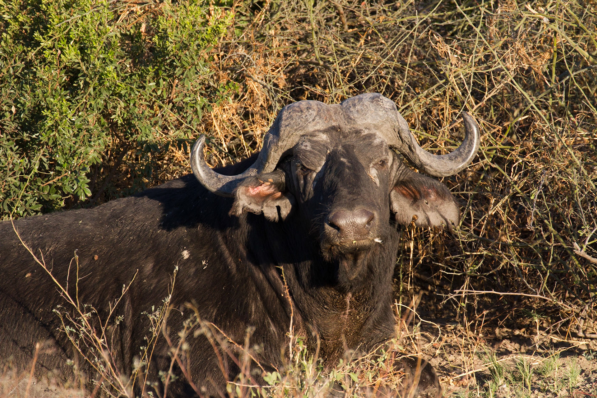 Buffalo bull