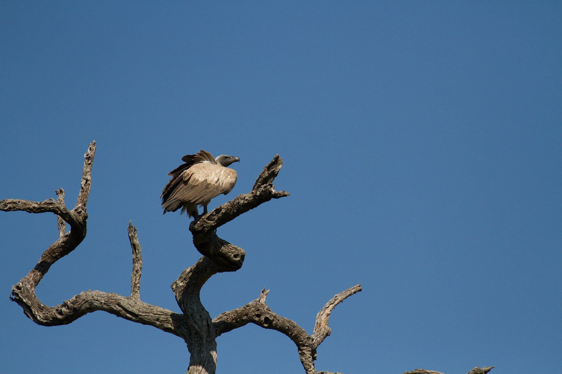White back vulture