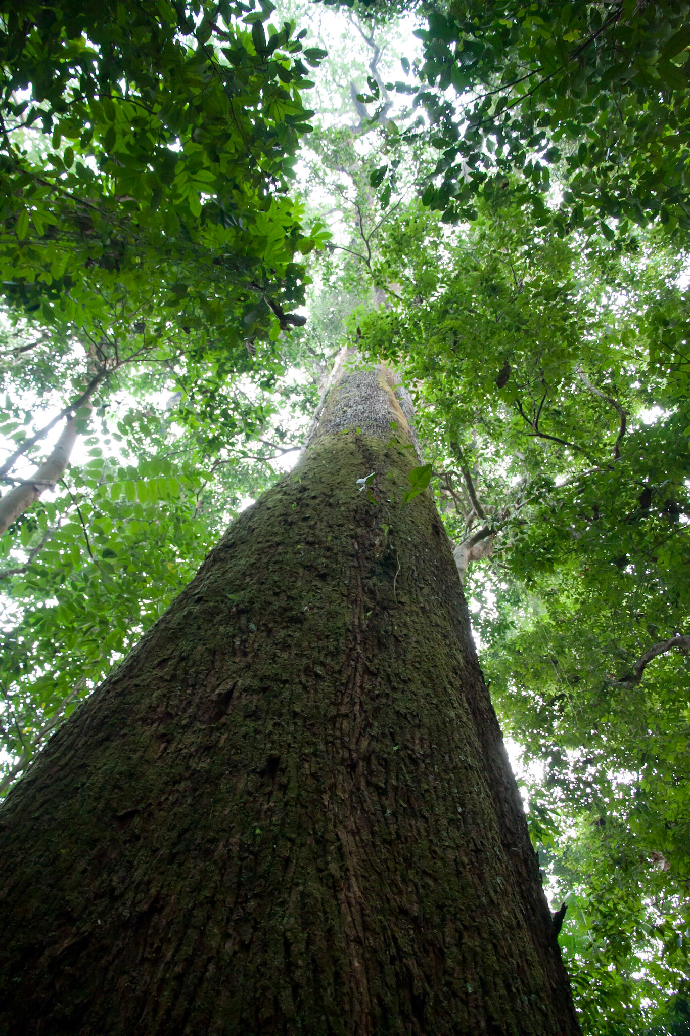 Largest brazil nut tree at Cristalino