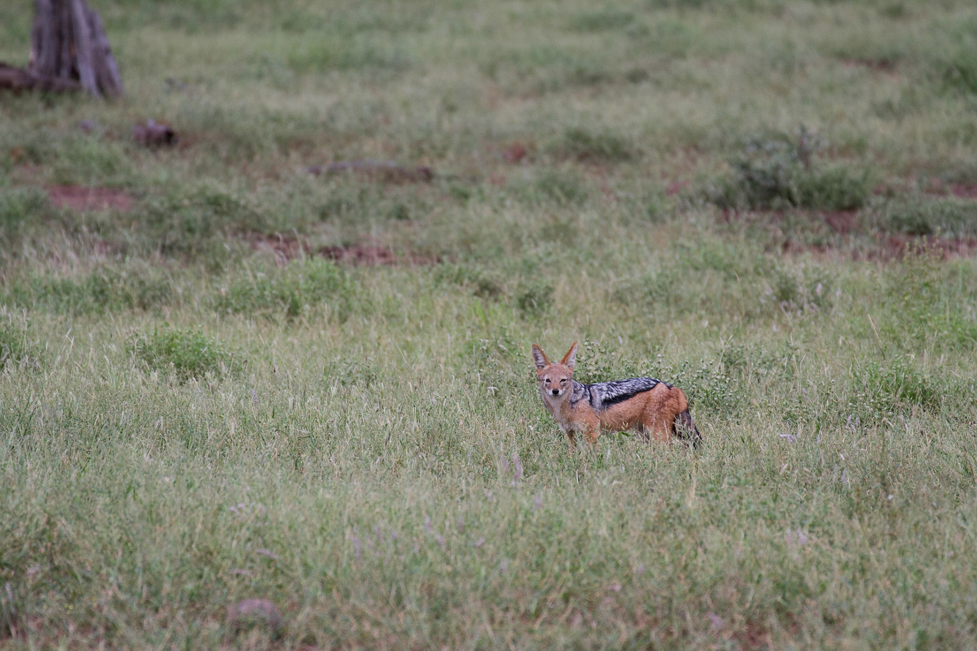 Black backed jackal