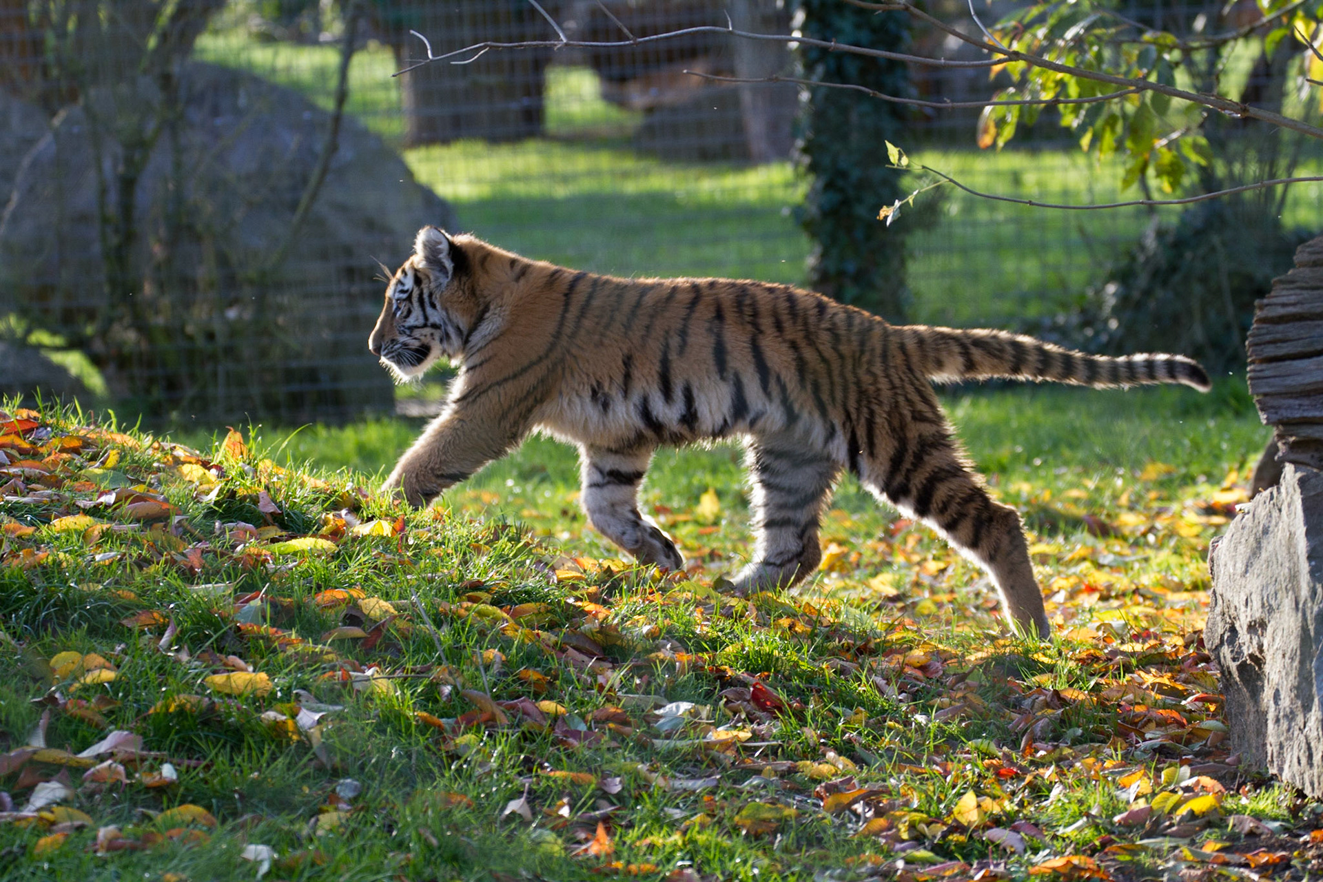 Tiger cub, 5.5 months old