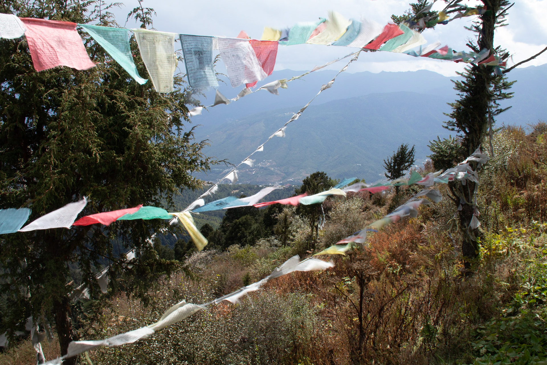 Prayer flags along the Bumdra trek