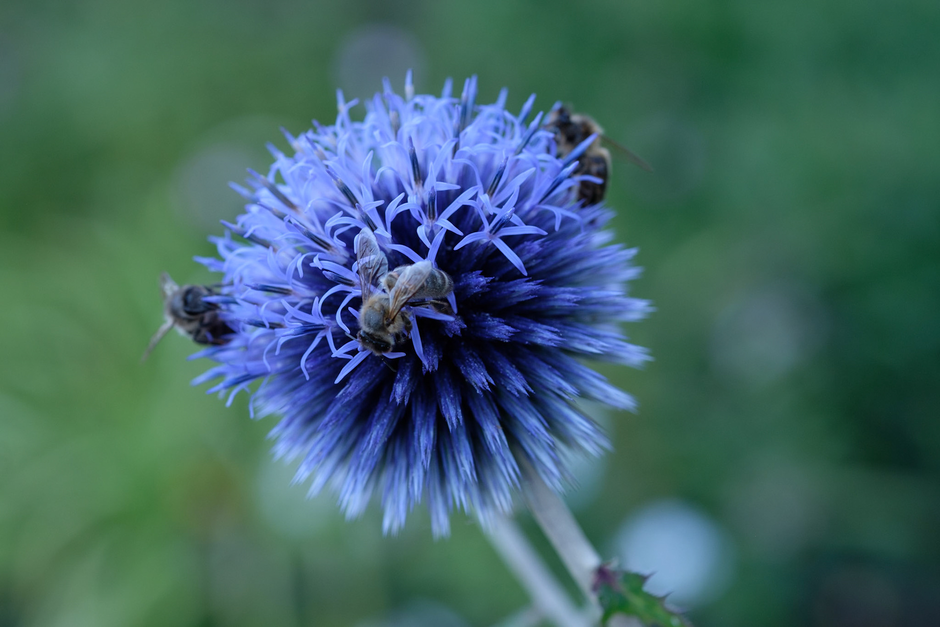 Echinops ritro ‘Veitch’s Blue’ attracting bees