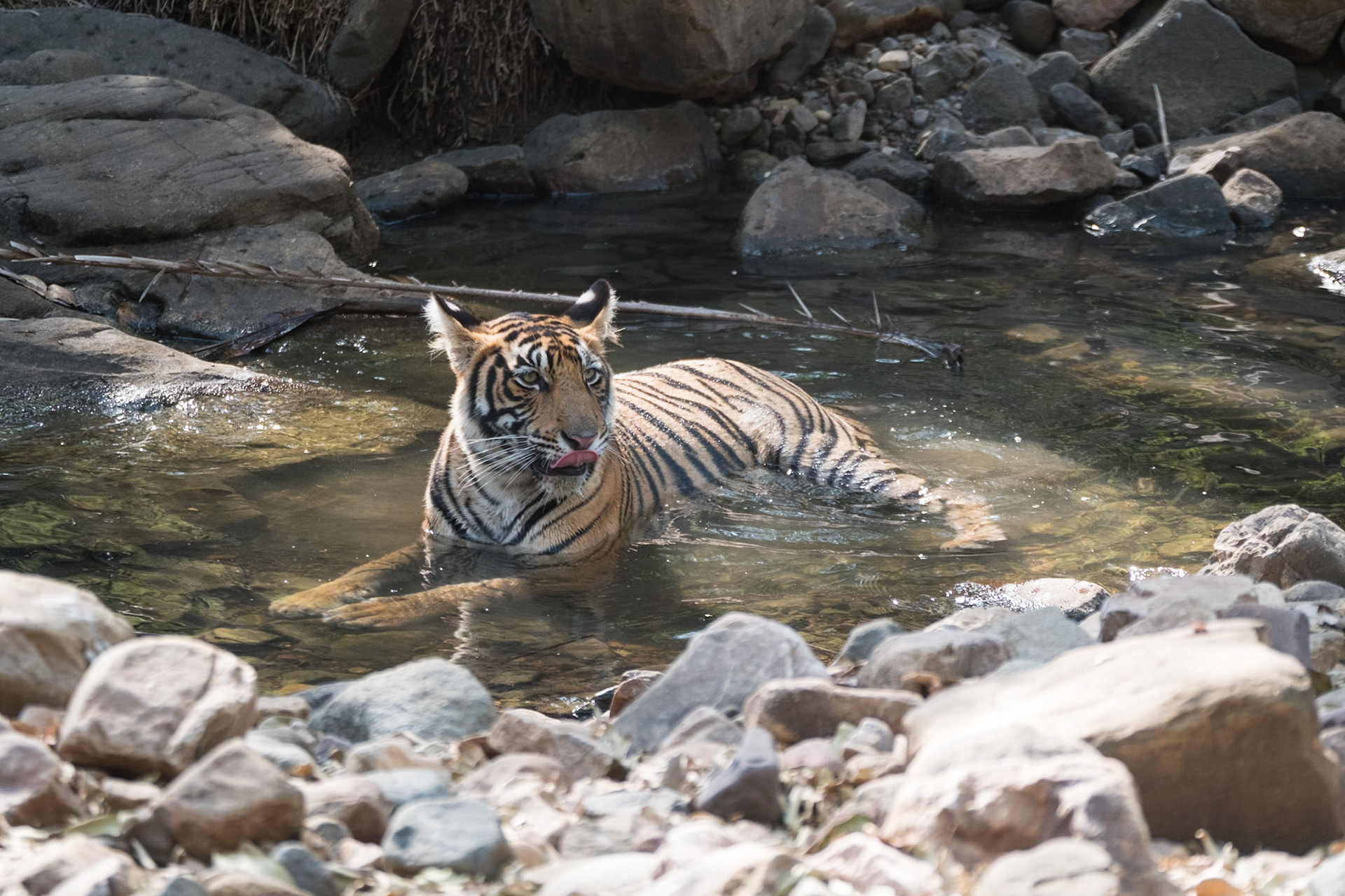 Tiger cub, Ranthambore zone 2