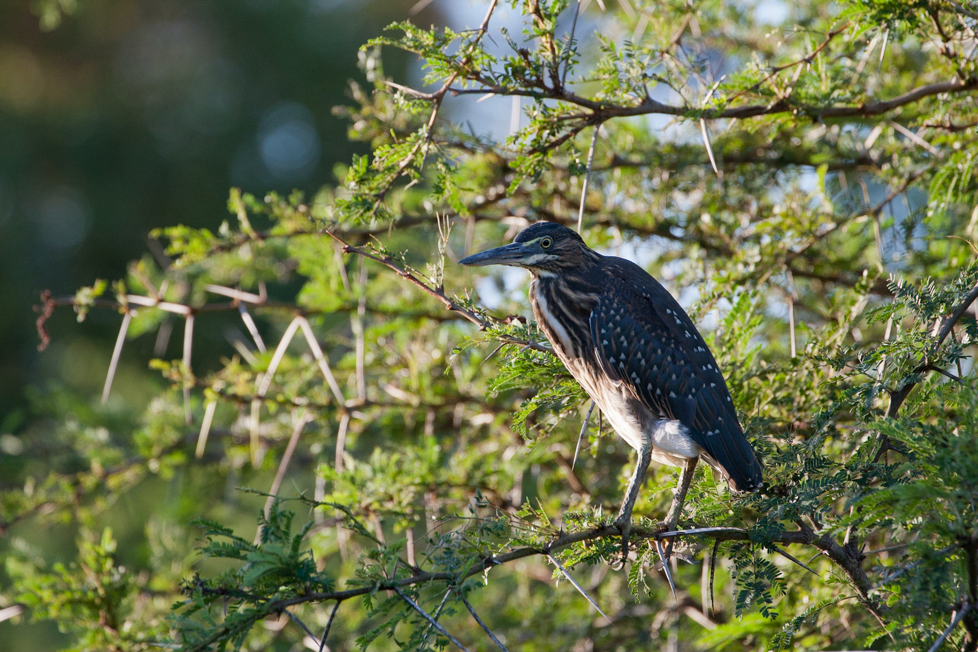 Juvenile green backed heron