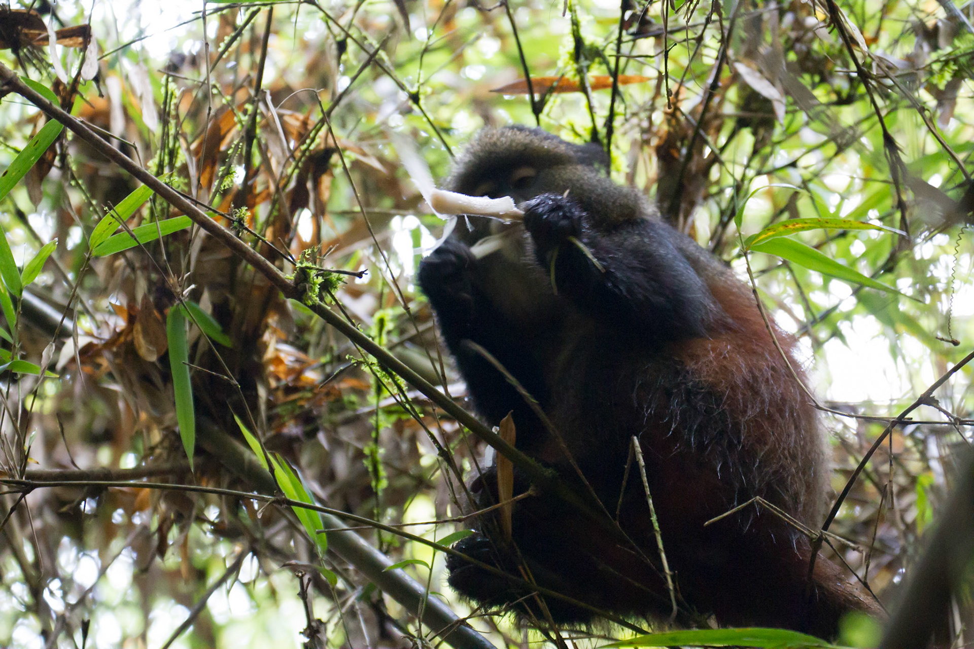Eating bamboo shoots