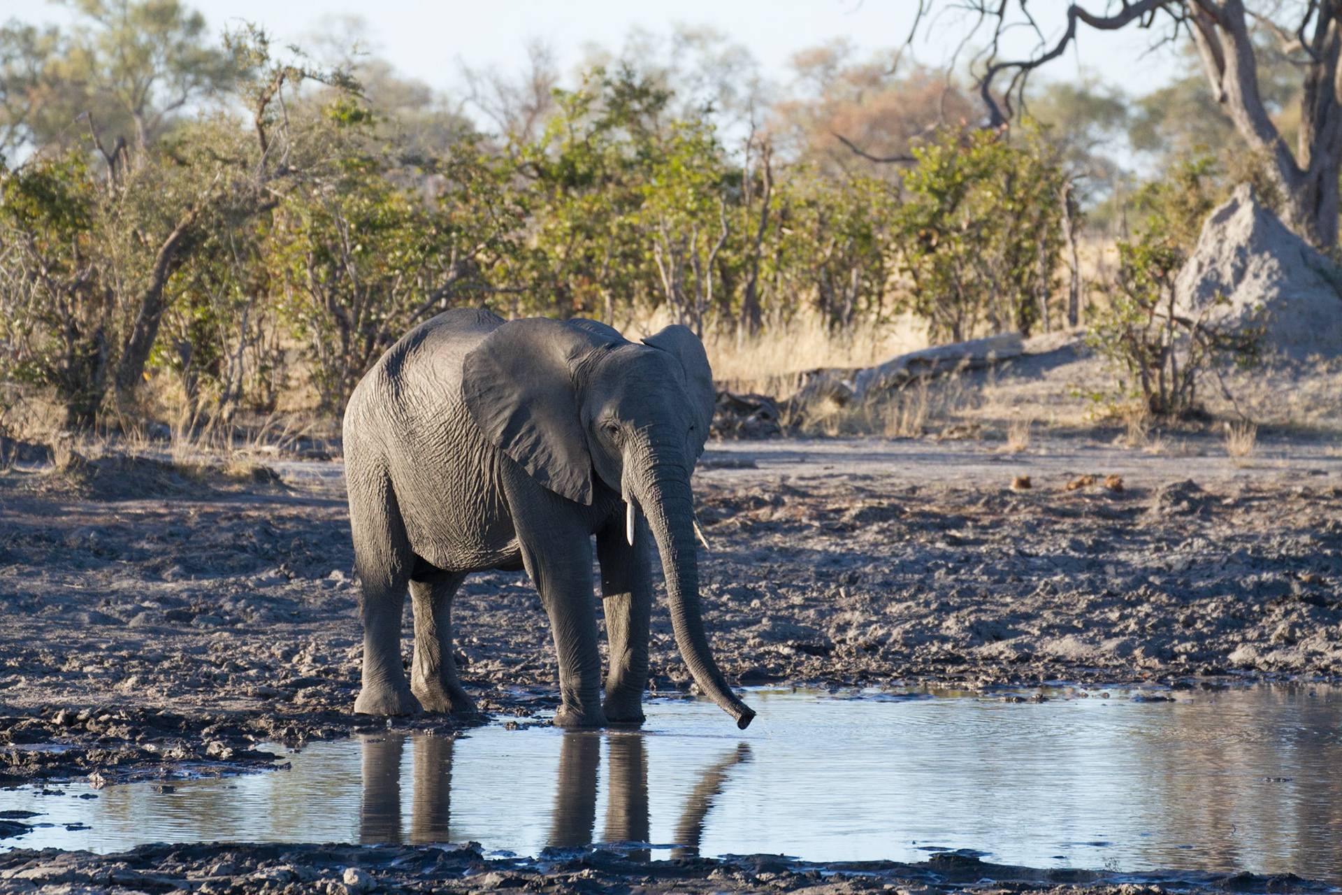Elephant at a water hole, Selinda