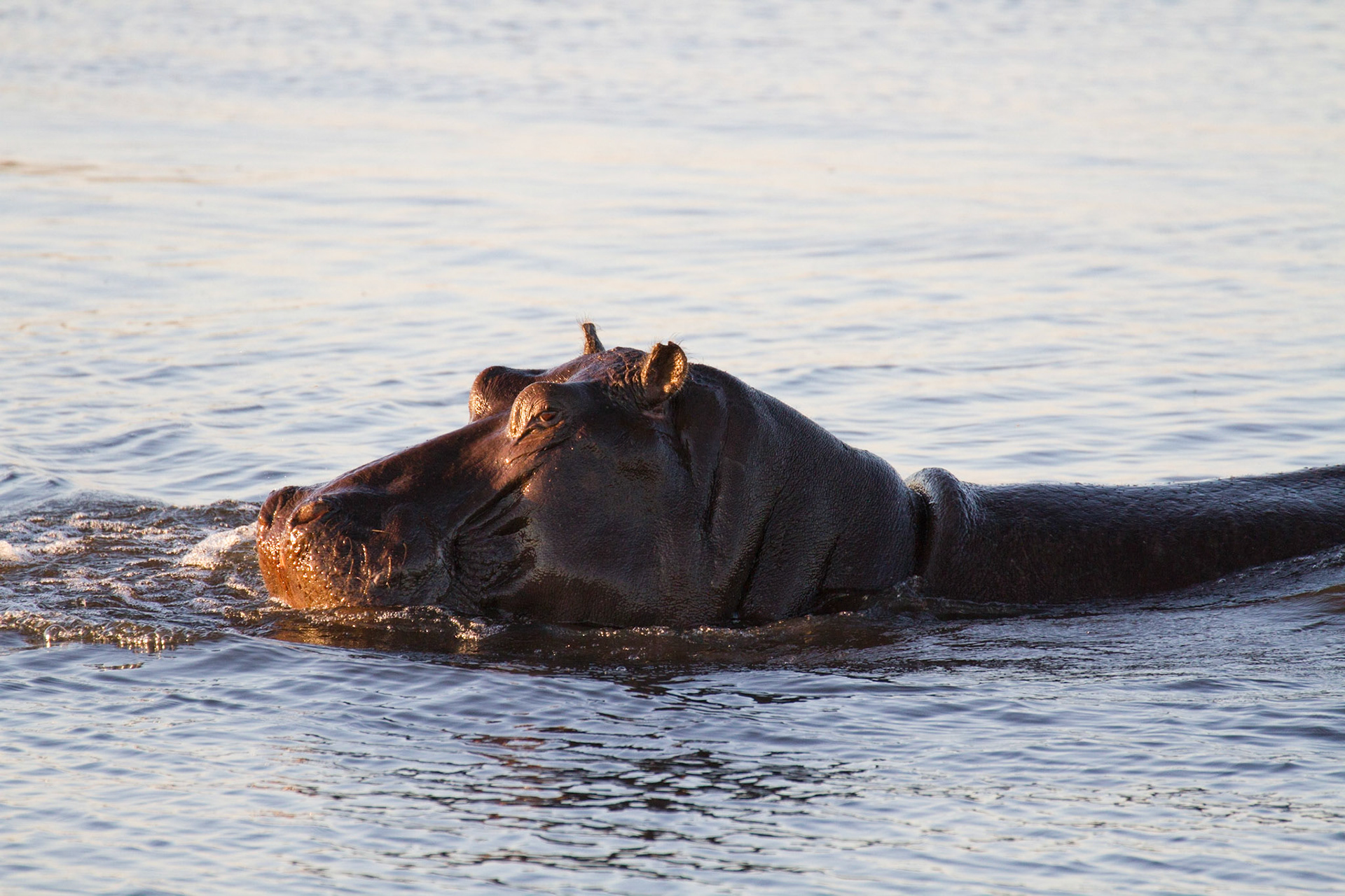 Hippo, Okavango Delta