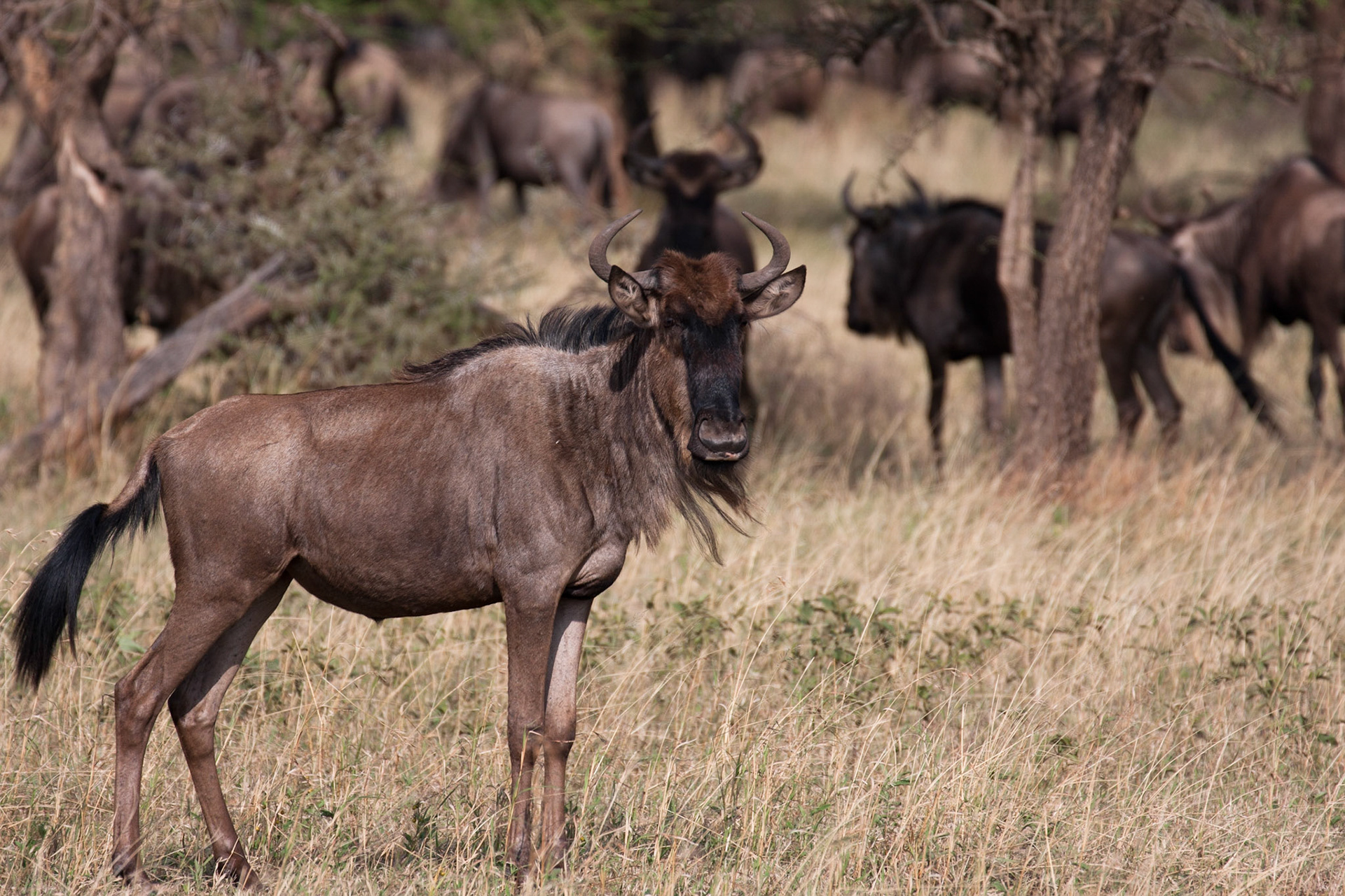 Wildebeest