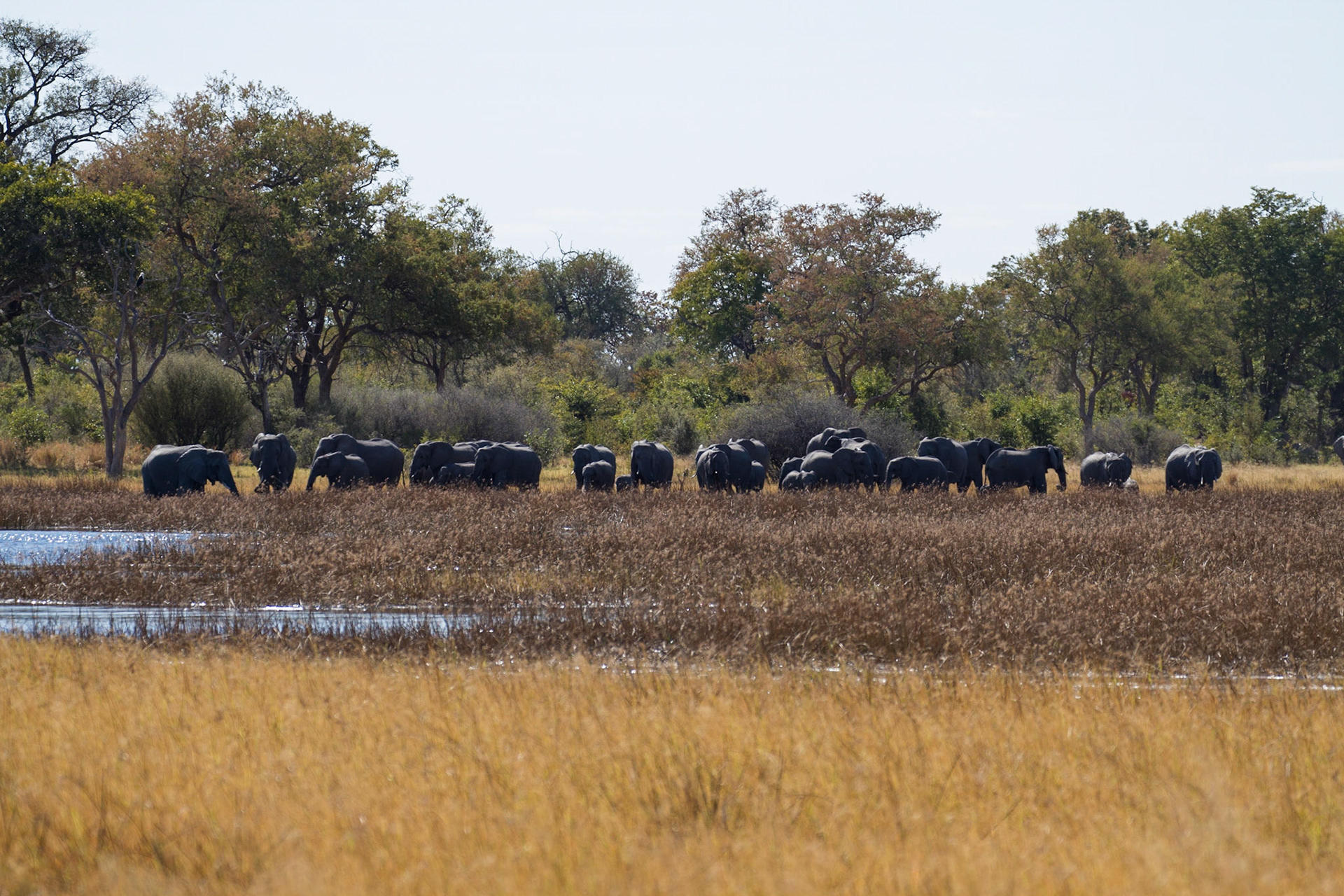 Huge herds of elephant, seen whilst on foot, Selinda Adventure Trail