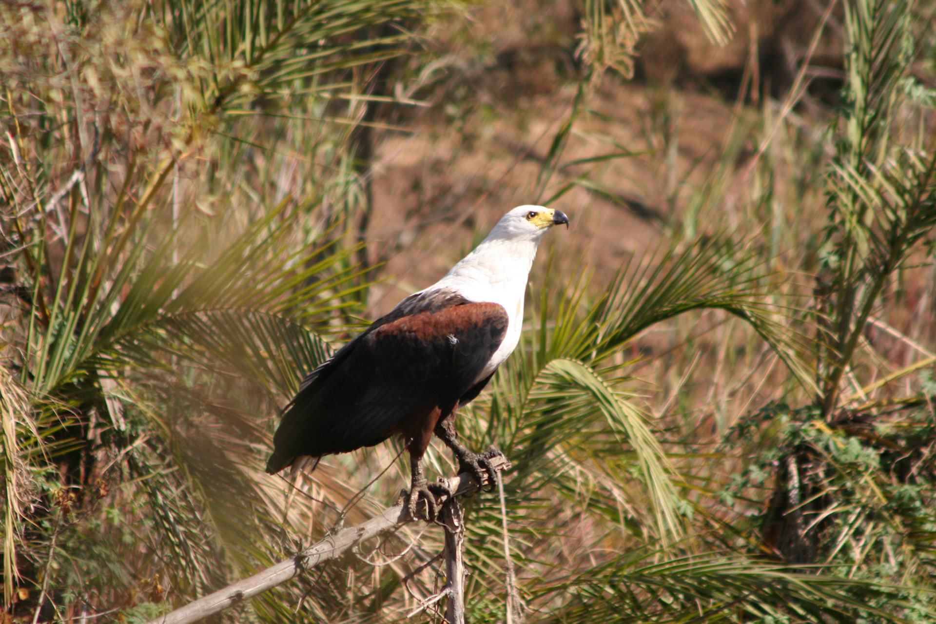 Fish Eagle