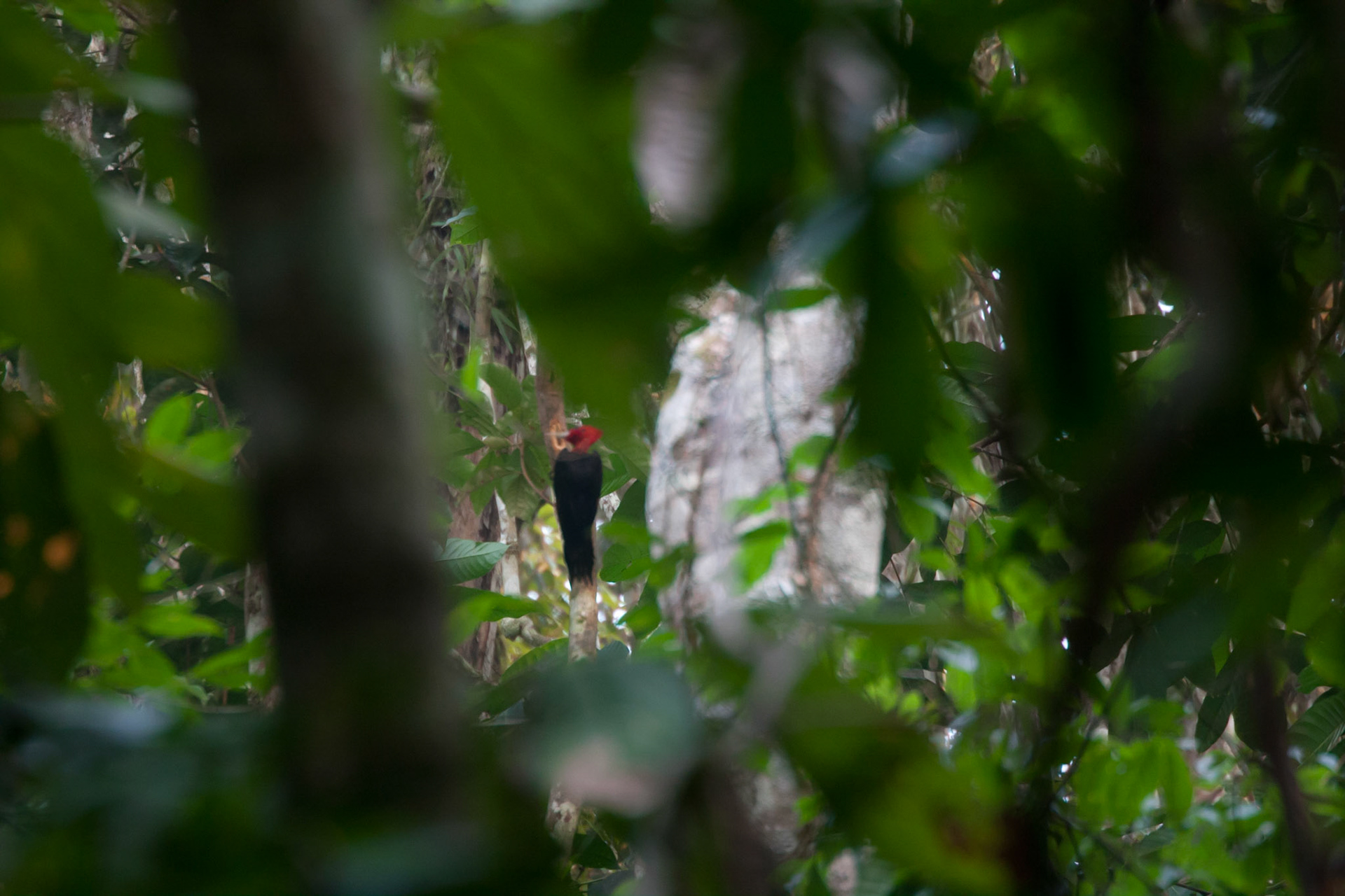 Red necked woodpecker and the hole behind its beak