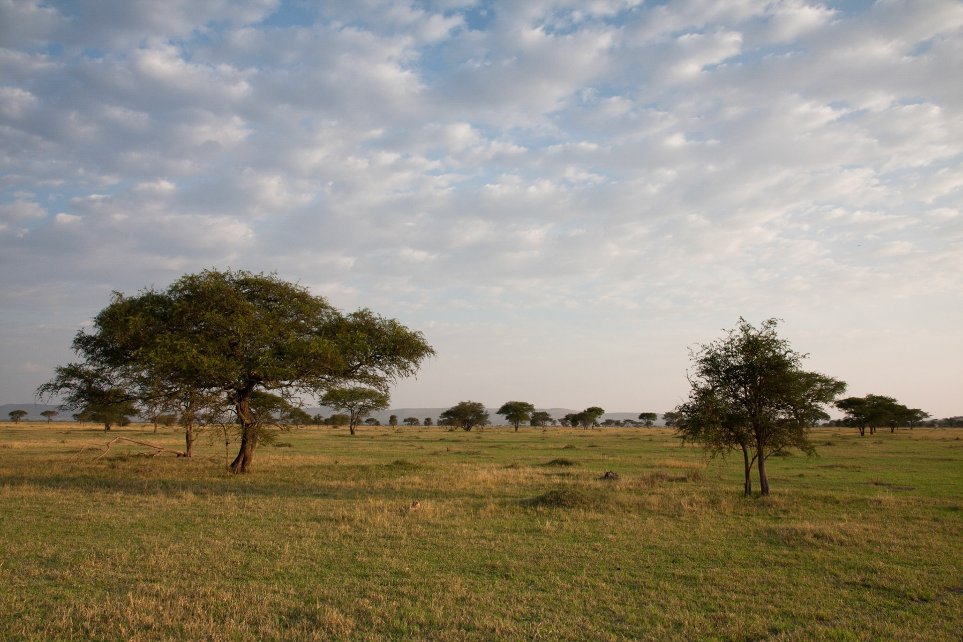 The Serengeti (can you see the cheetah?)