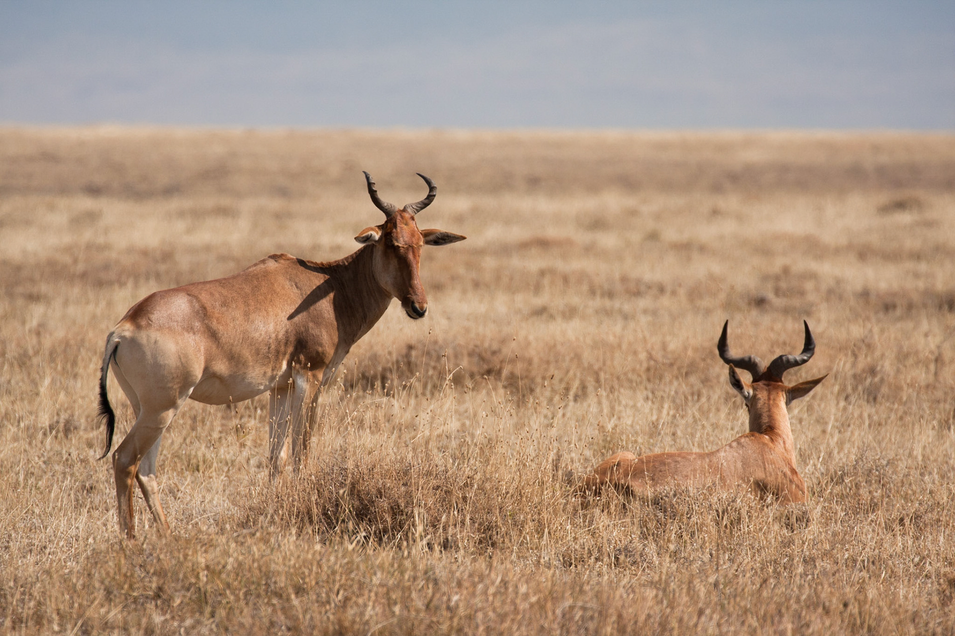 Coke's hartebeest