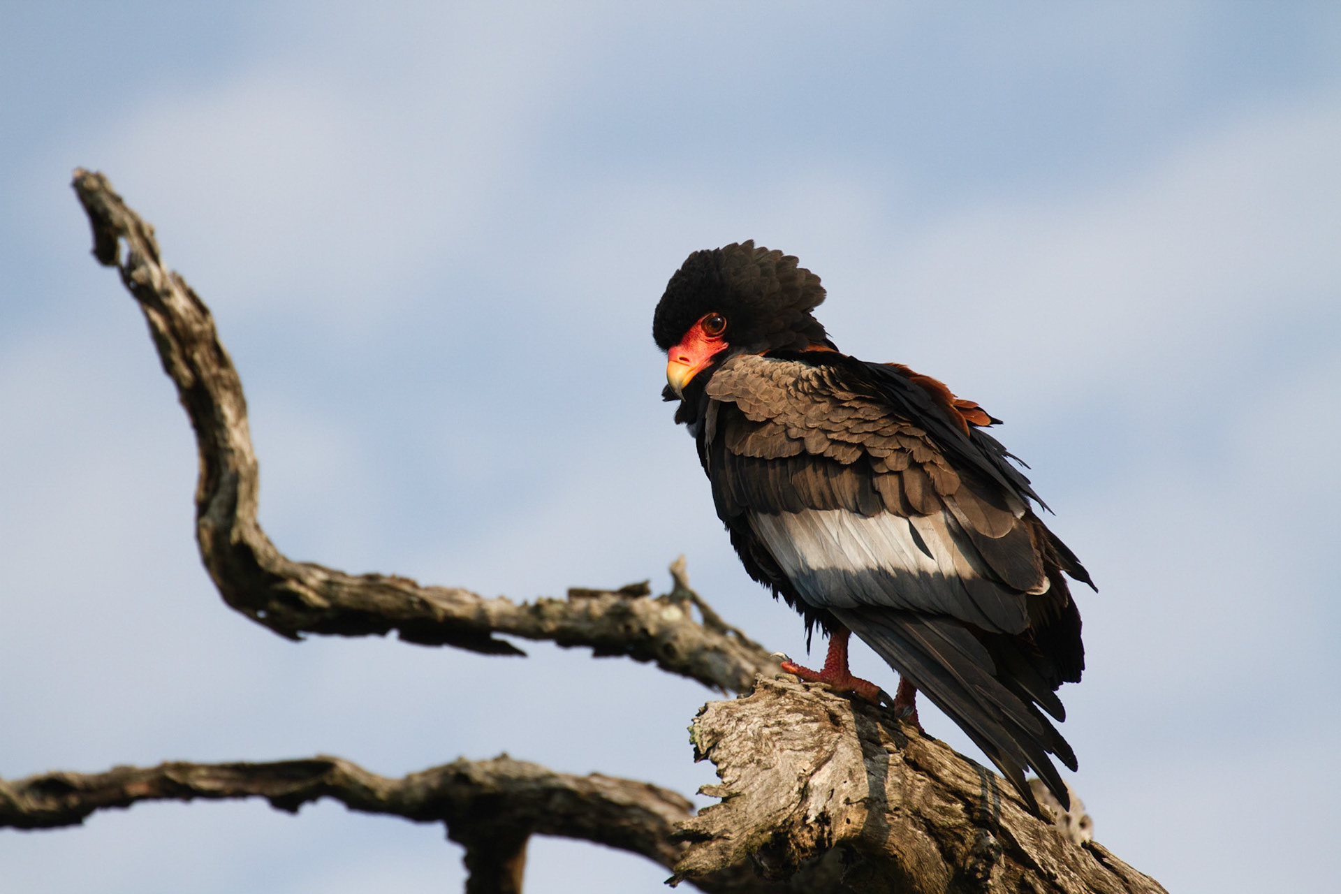 Bateleur eagle