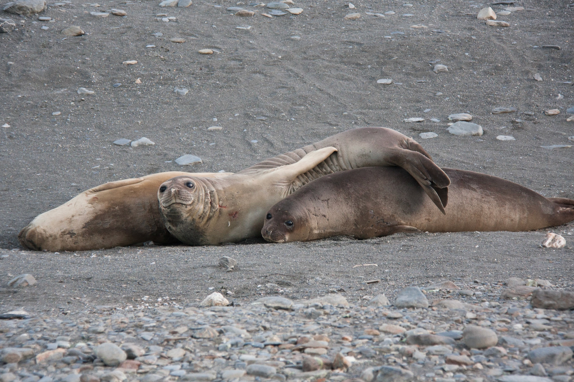 Cosy elephant seals!