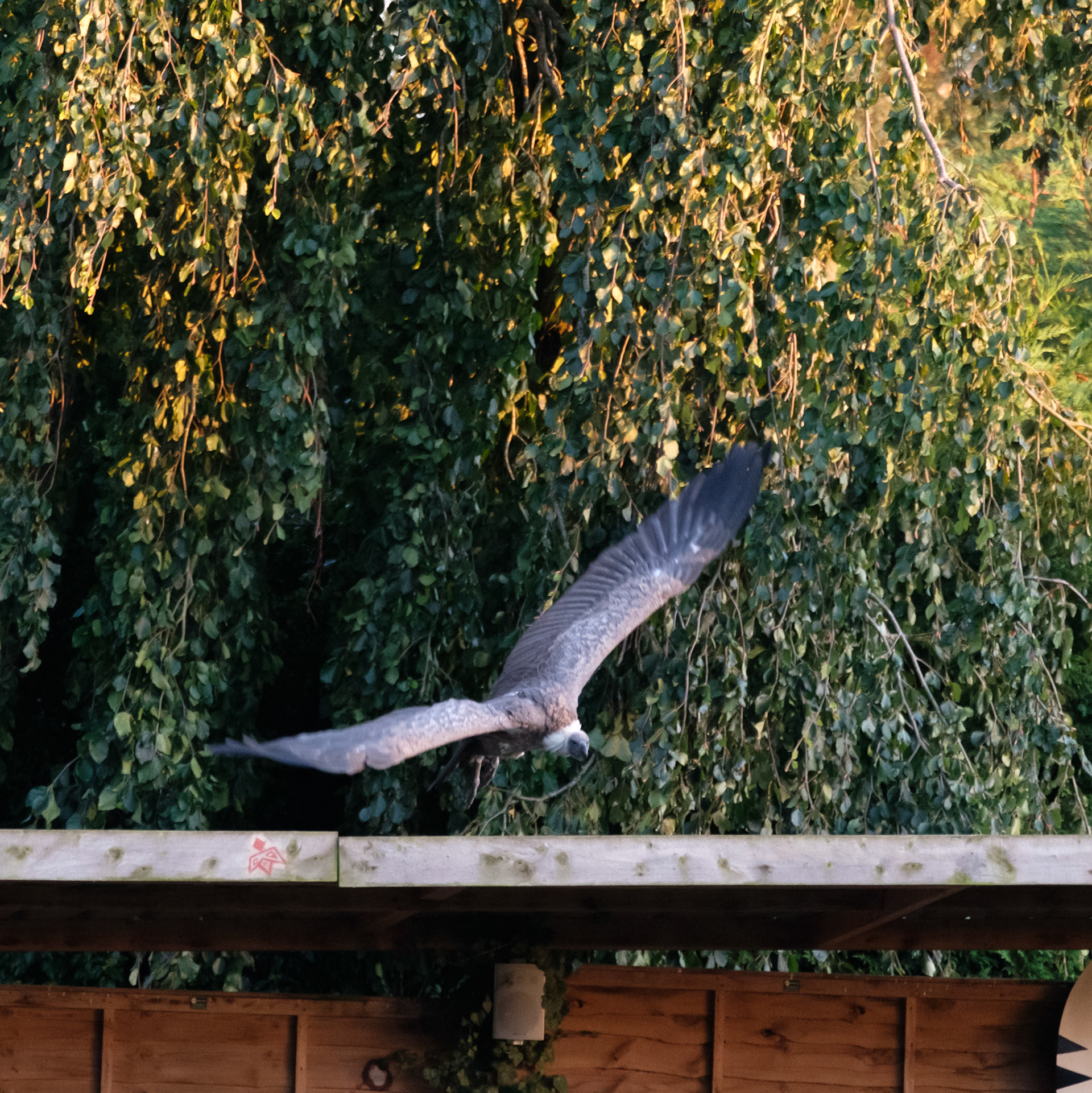 White backed vulture