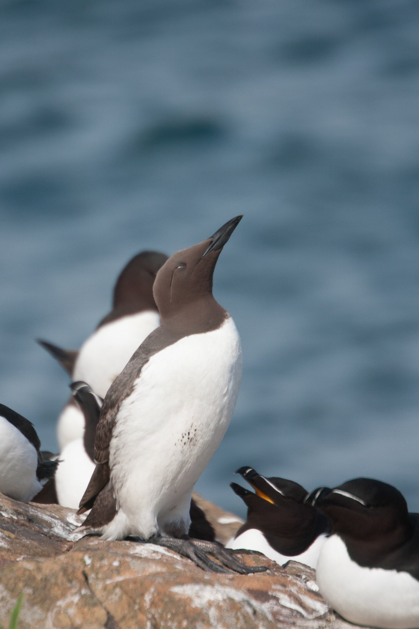 Guillemot