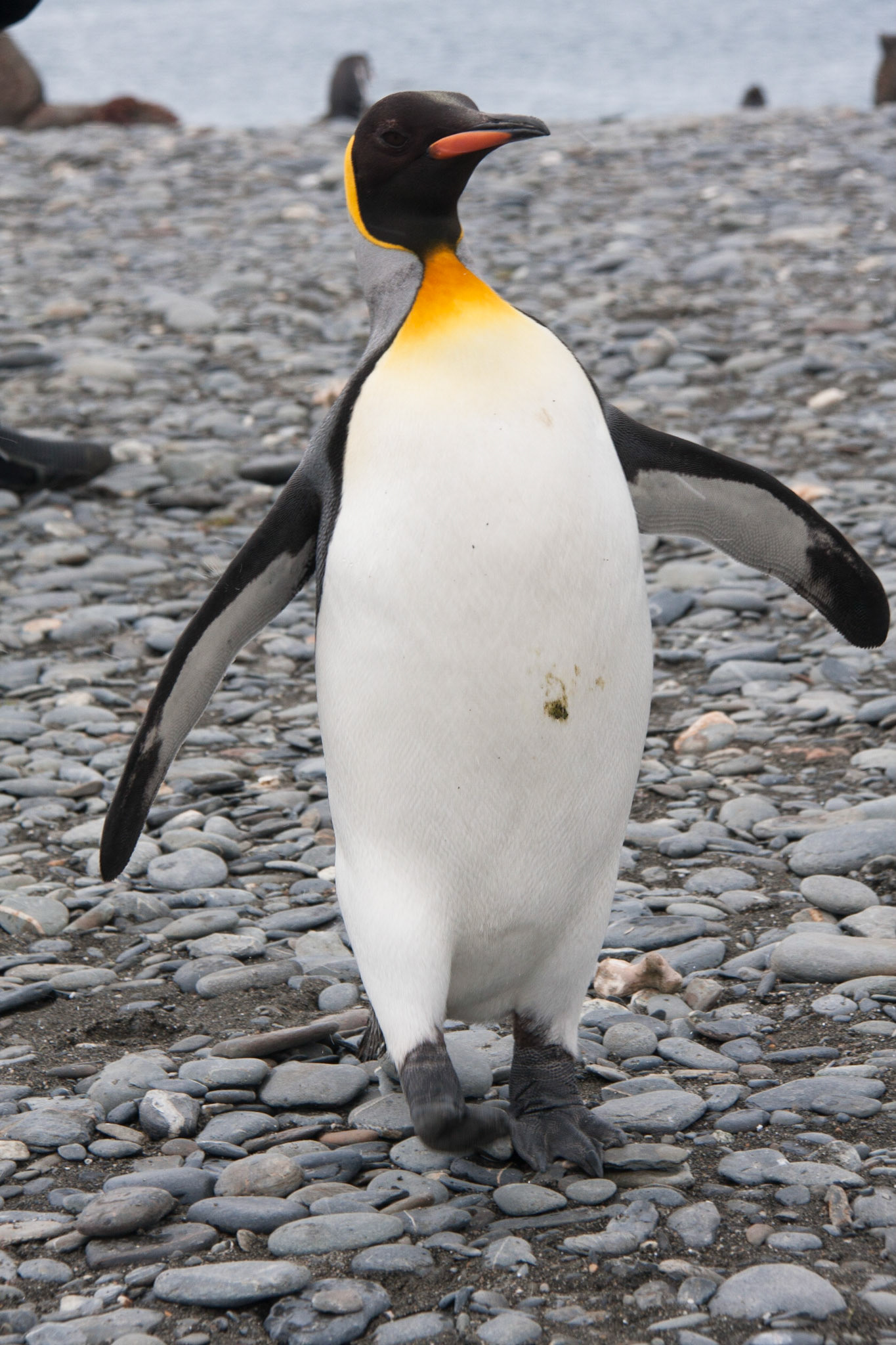 King penguin