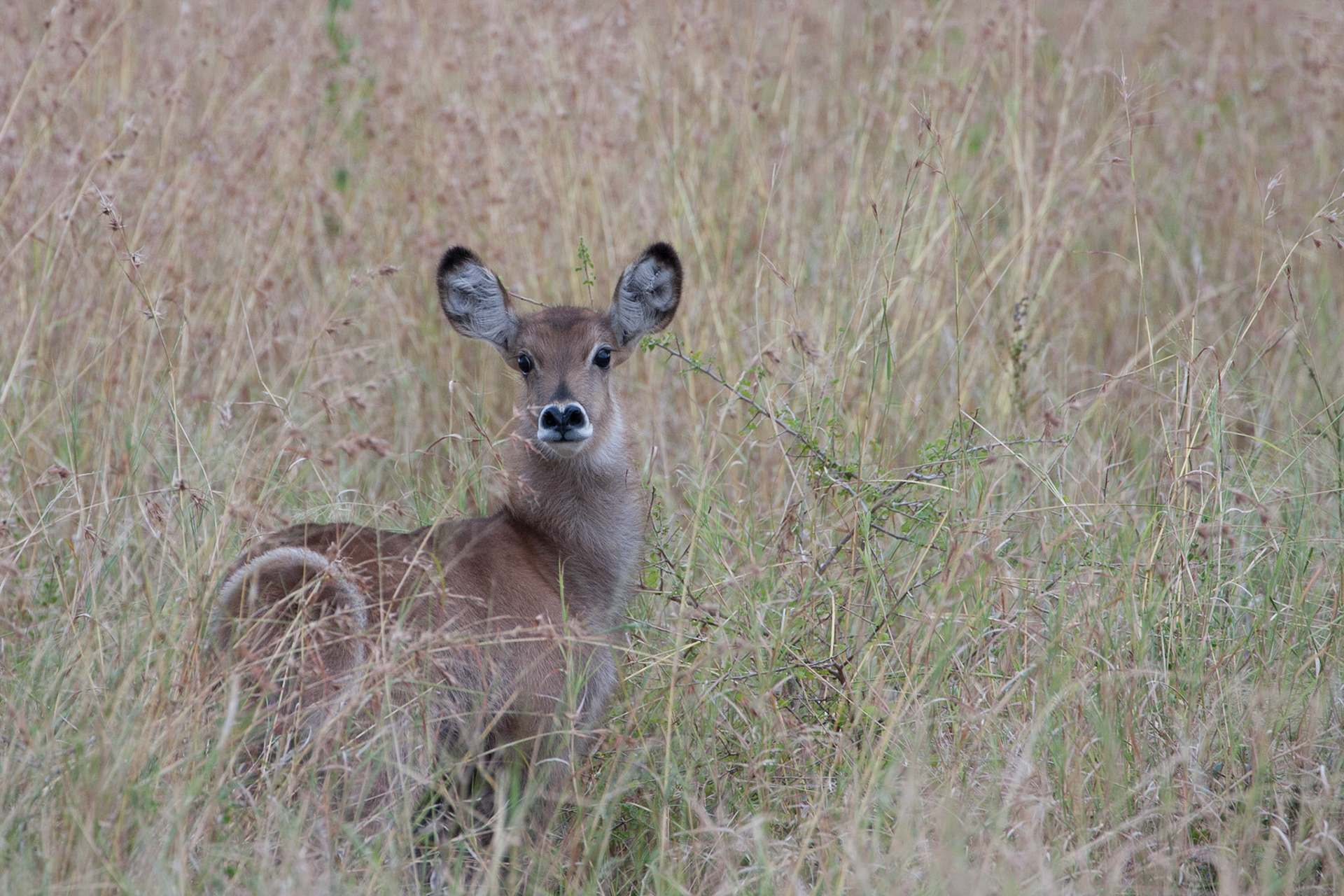 Baby waterbuck: "there's a big grey vehicle between me and my mum"