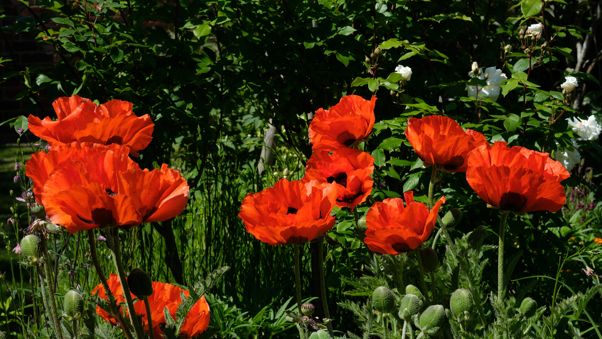 Poppies