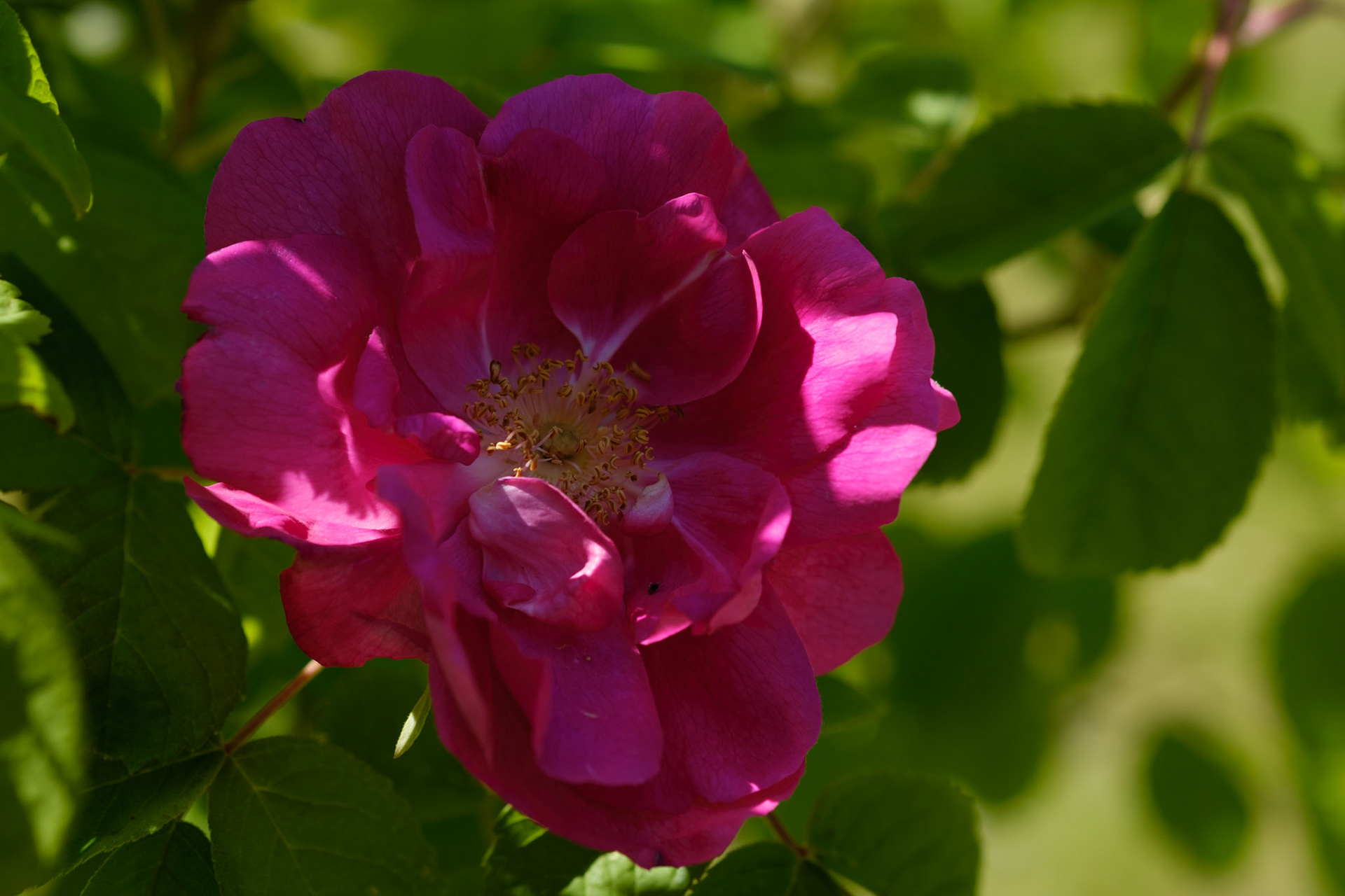 Rose shrub (curved bed)