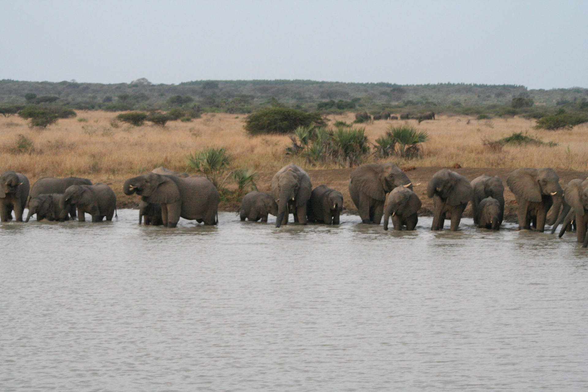 Elephants at a water hole