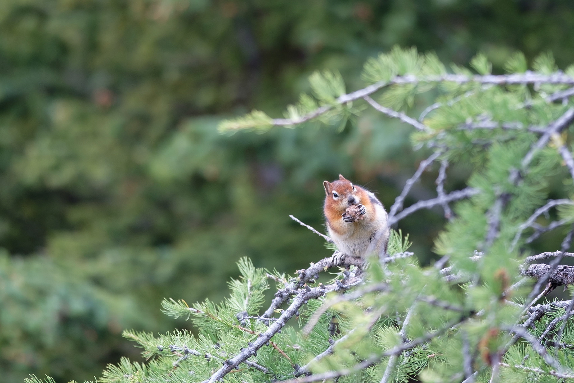 Golden mantled ground squirrel